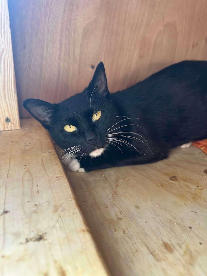 Snoopy, Adult Female Domestic Short Hair