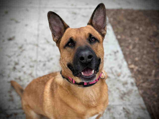 KAWAHI, Adoptable, Adult Male German Shepherd Dog & Mixed Breed.