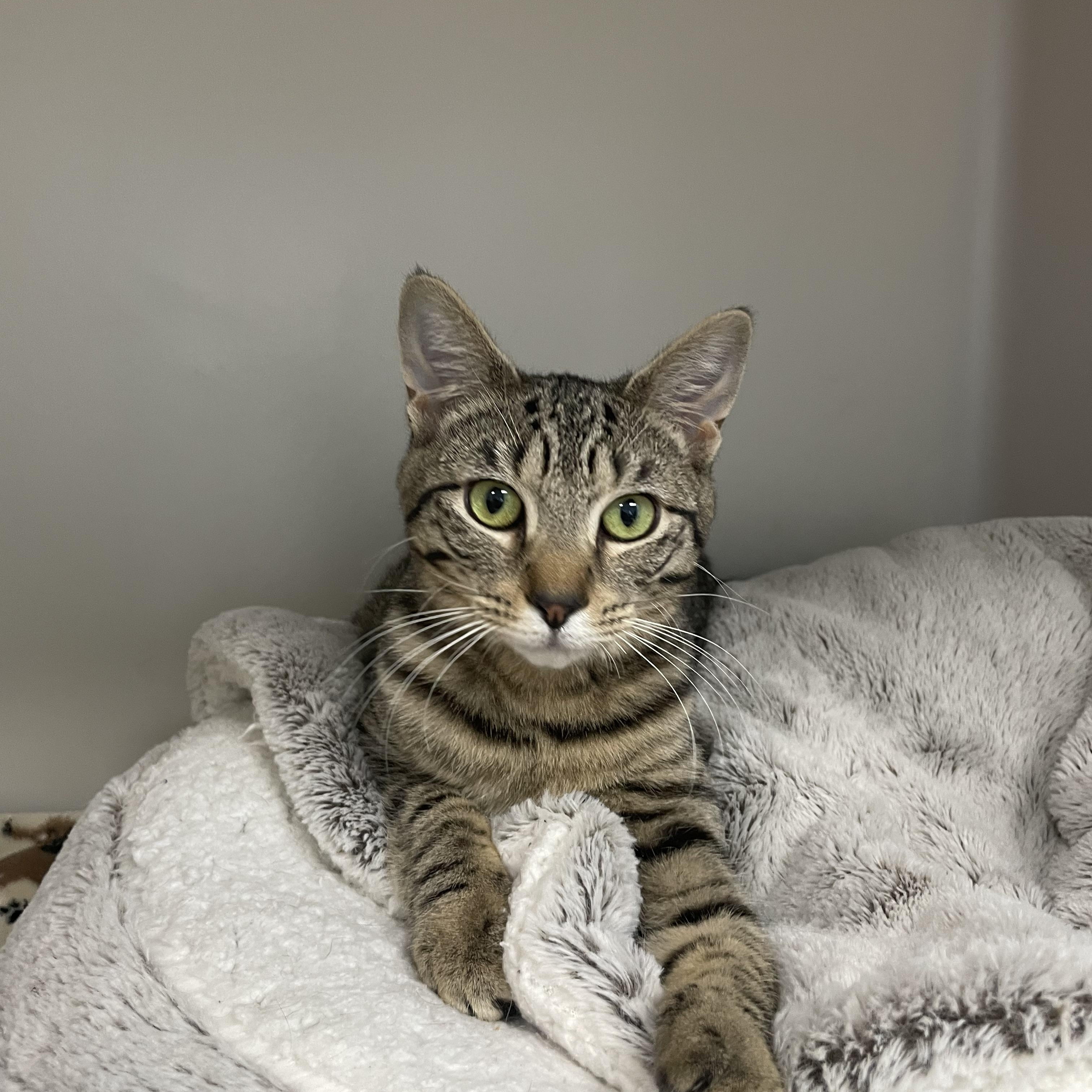 Juliet, a Adoptable Domestic Short Hair in Hollister, CA image 1/4