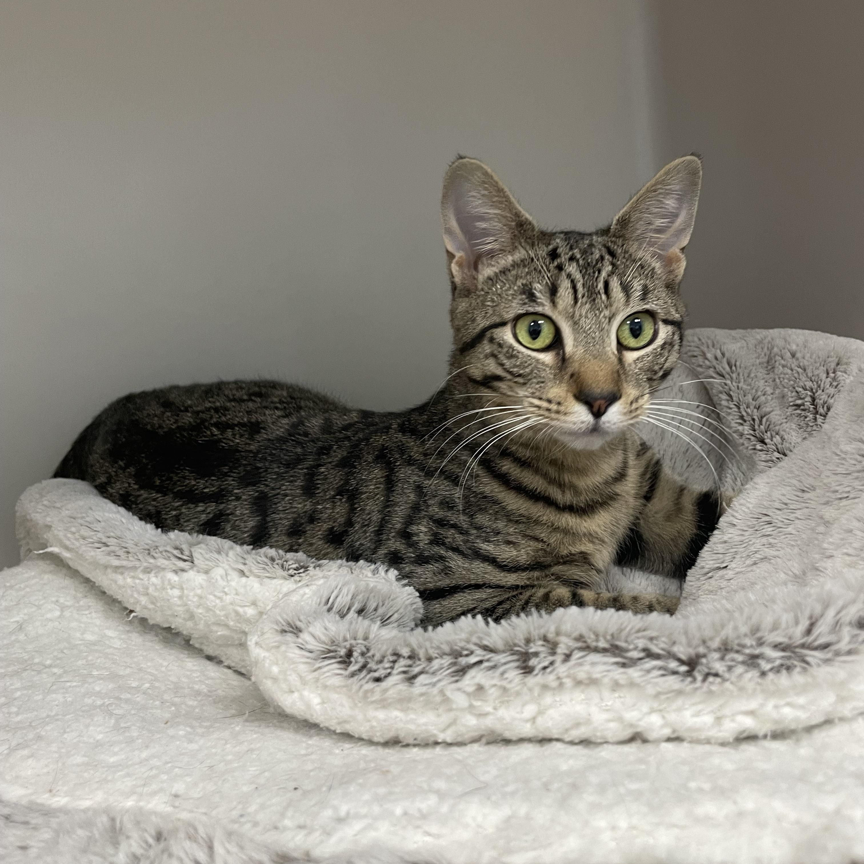 Juliet, a Adoptable Domestic Short Hair in Hollister, CA image 2/4