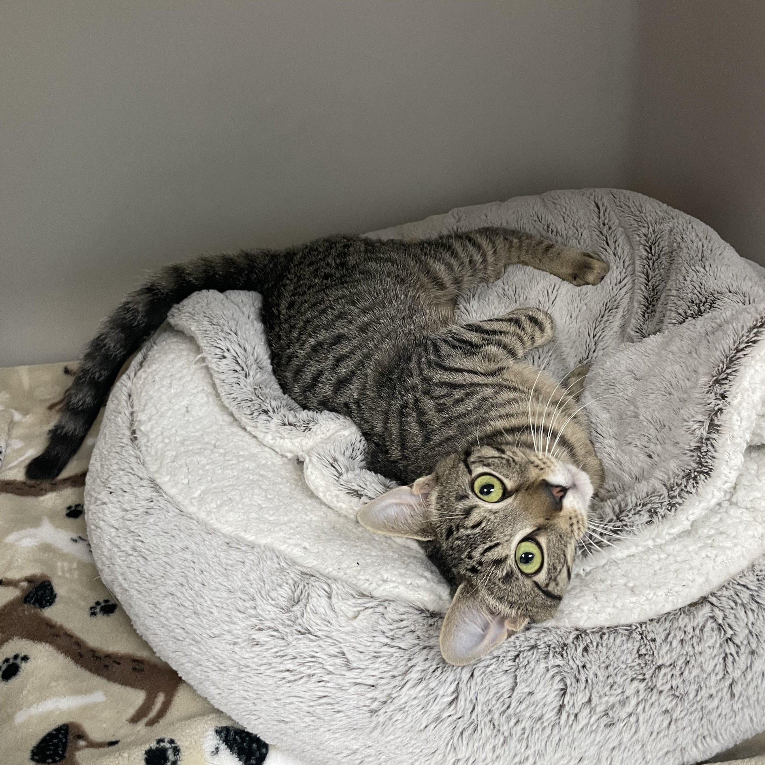 Juliet, a Adoptable Domestic Short Hair in Hollister, CA image 3/4