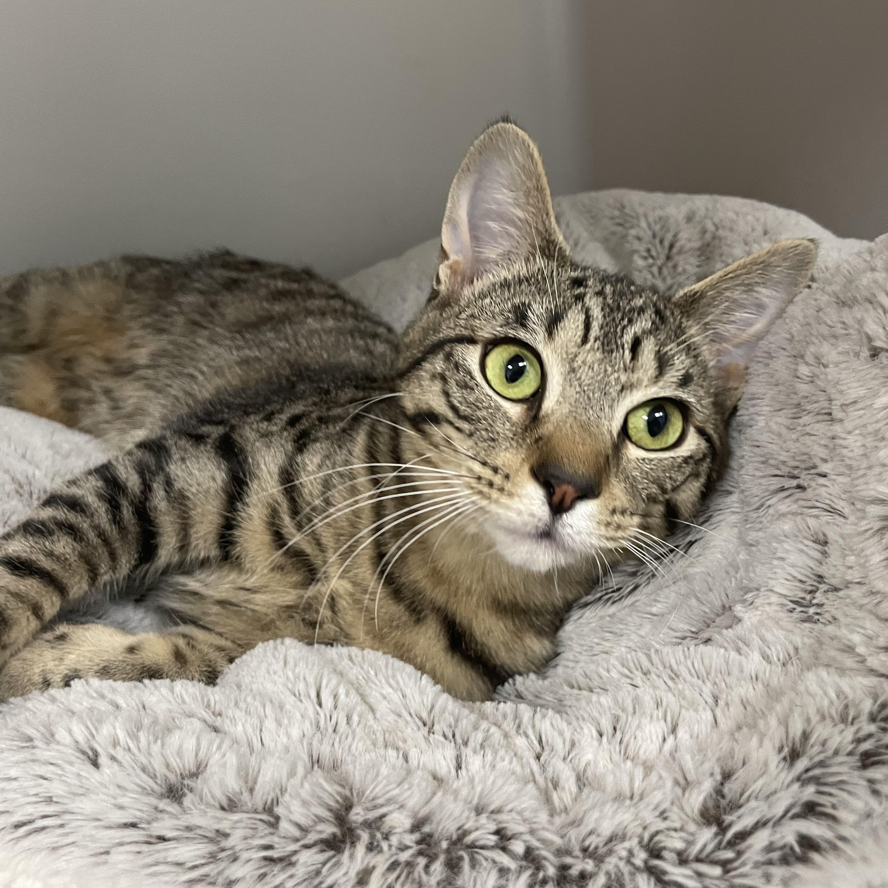 Juliet, a Adoptable Domestic Short Hair in Hollister, CA image 4/4