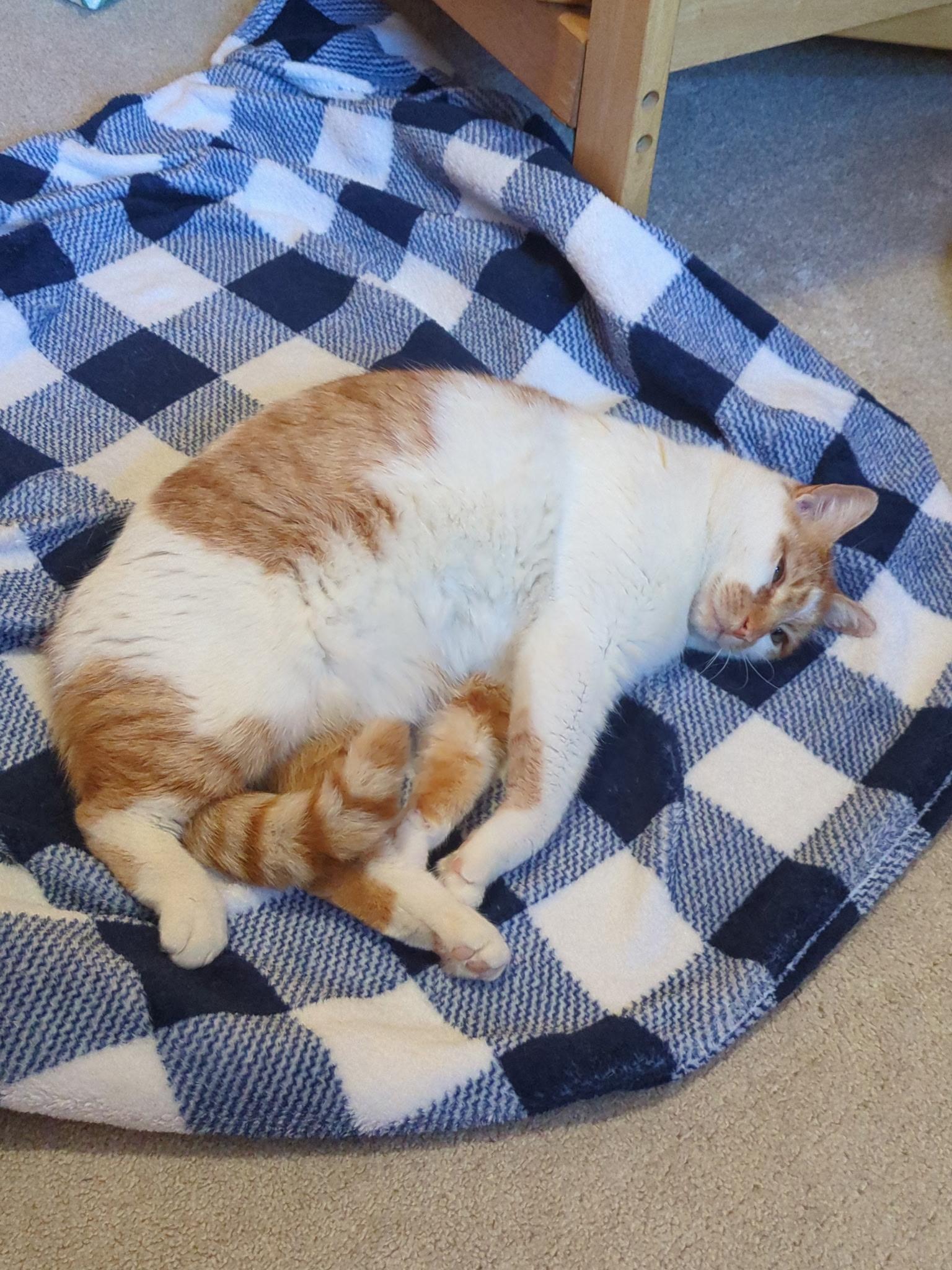 Enlarge Chai, a ADOPTABLE Domestic Short Hair in Philadelphia, PA image 4/6