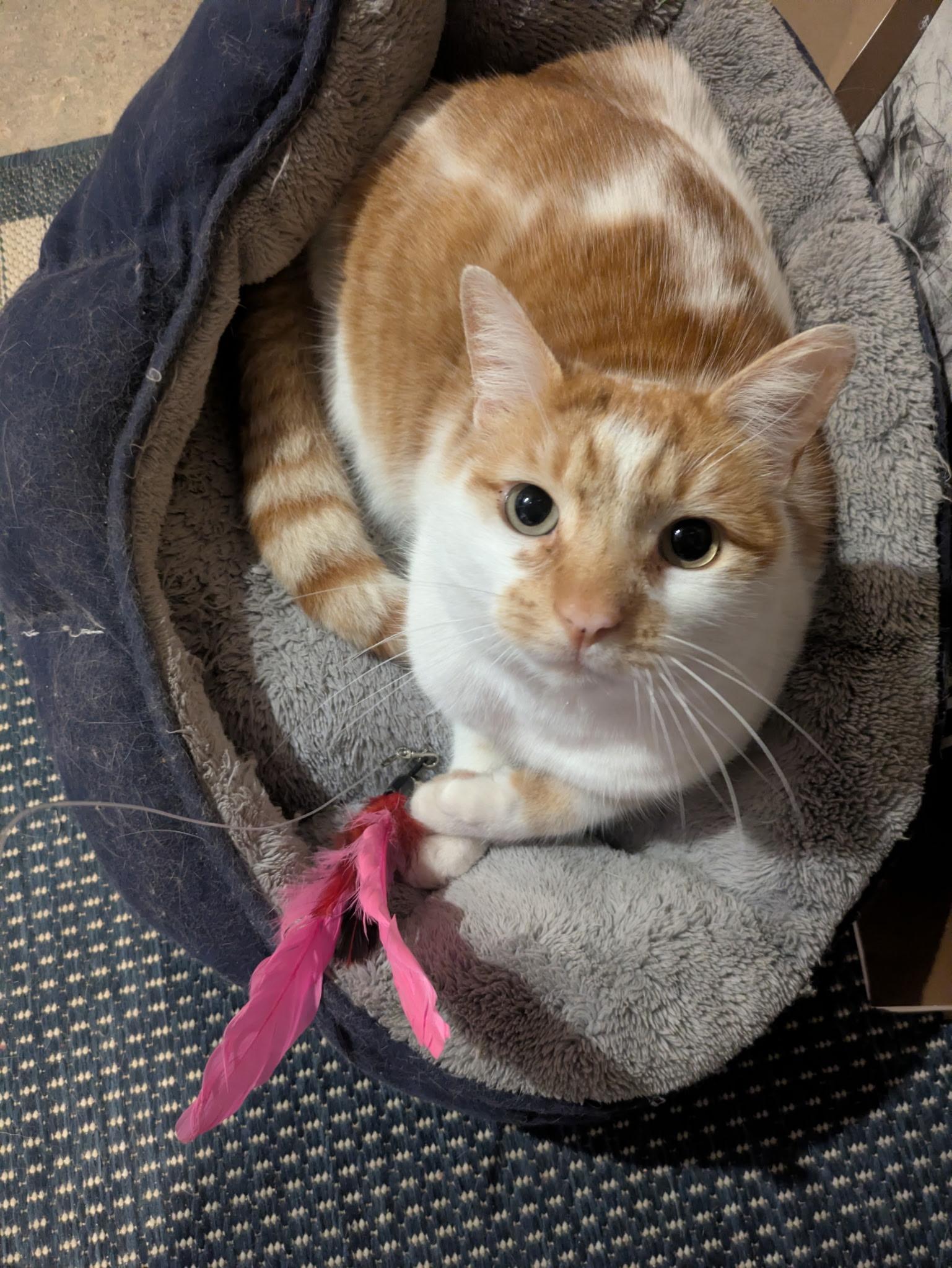 Enlarge Chai, a ADOPTABLE Domestic Short Hair in Philadelphia, PA image 5/6