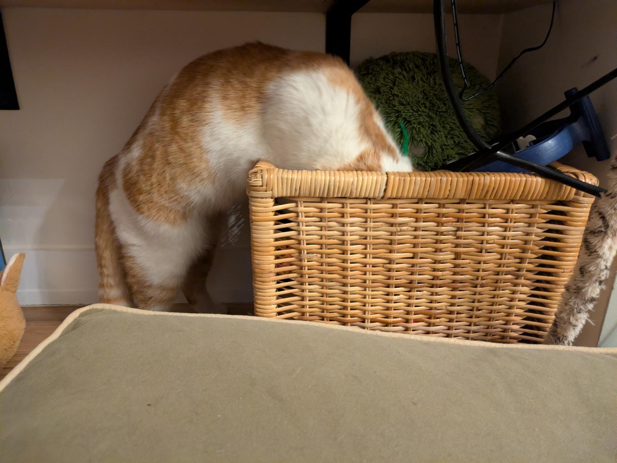 Enlarge Chai, a ADOPTABLE Domestic Short Hair in Philadelphia, PA image 3/6