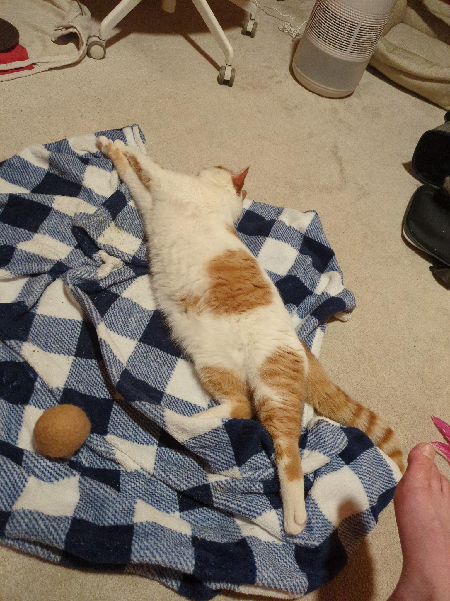 Enlarge Chai, a ADOPTABLE Domestic Short Hair in Philadelphia, PA image 6/6