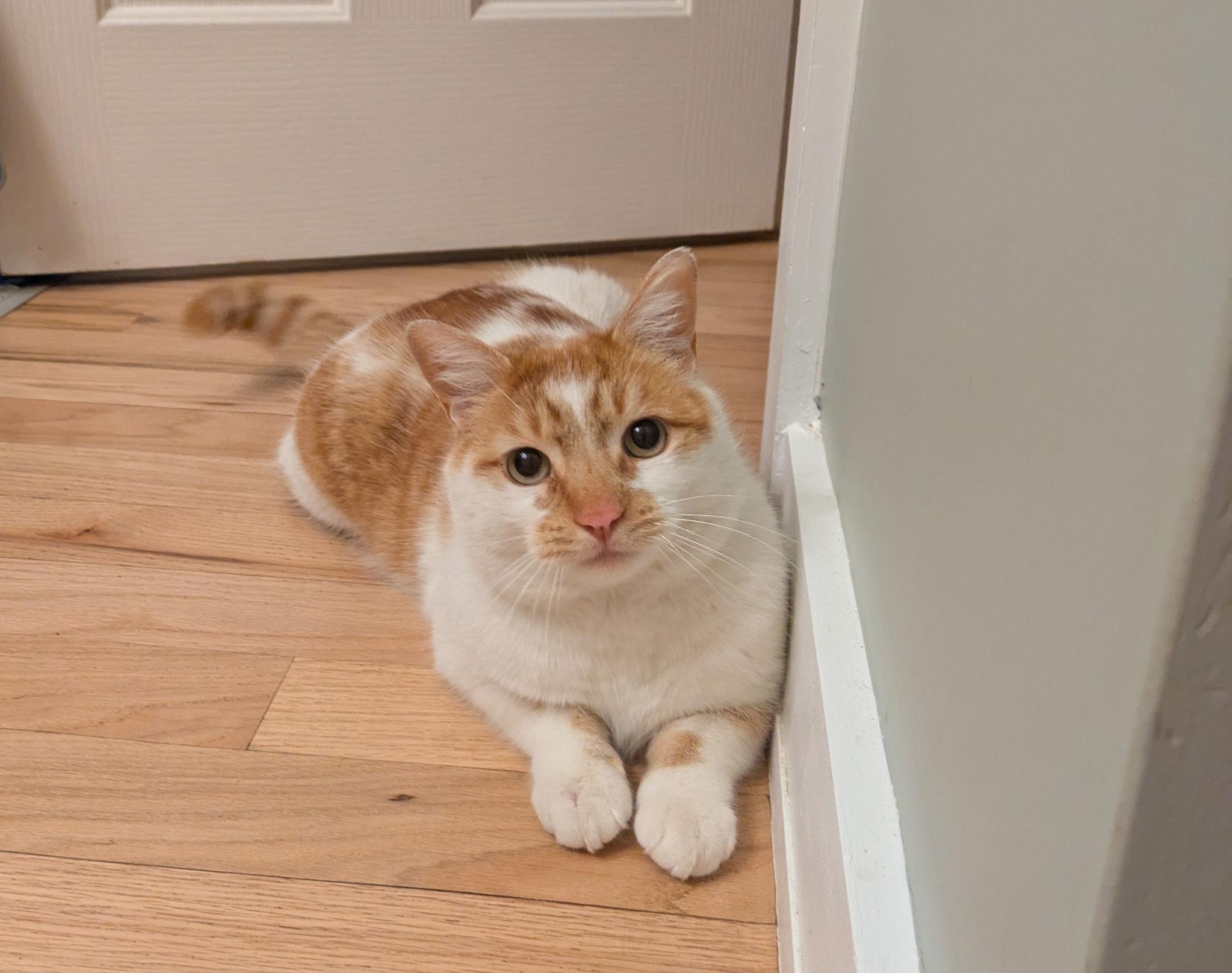 Chai, ADOPTABLE, Adult Male Domestic Short Hair.