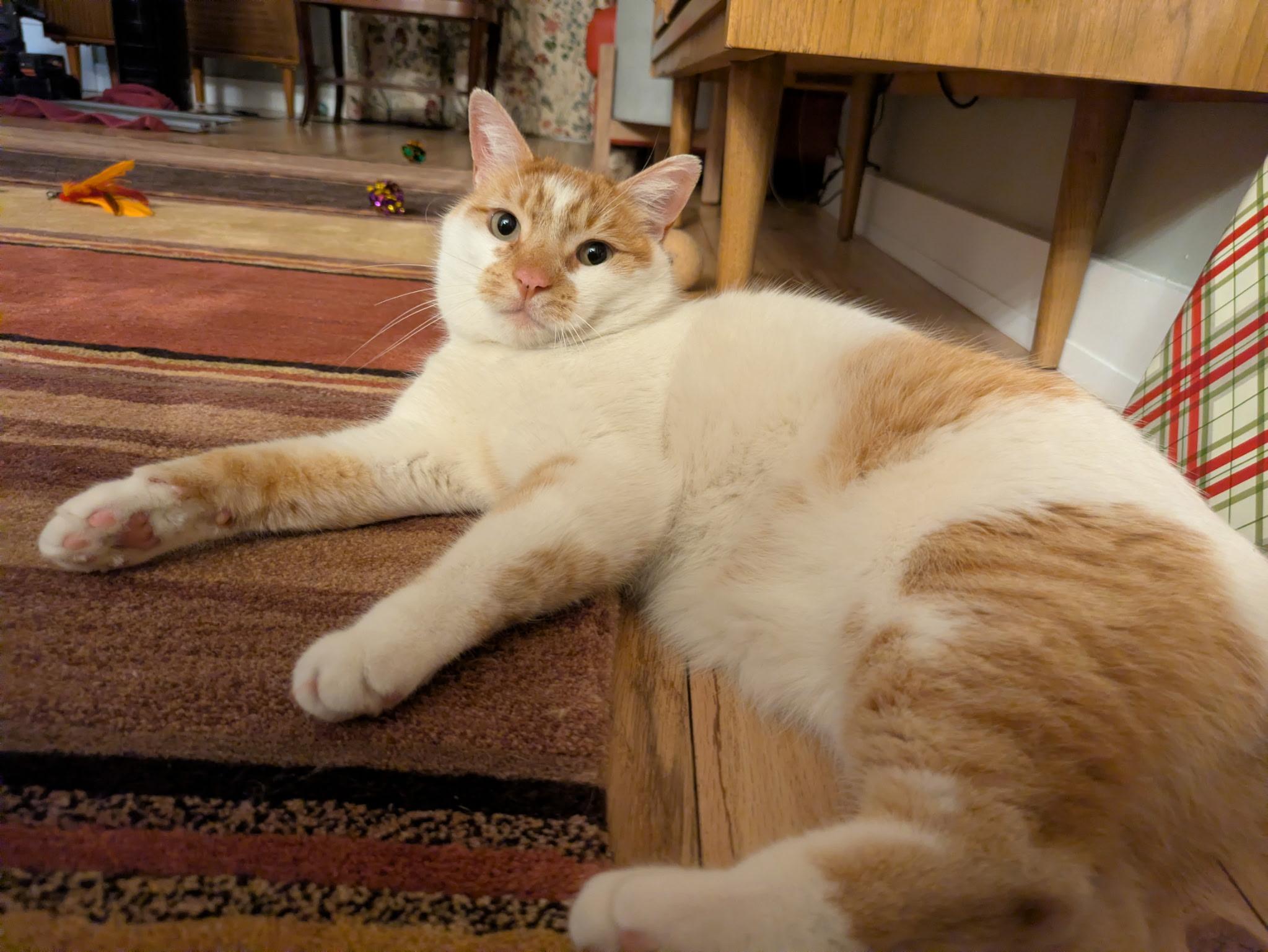 Enlarge Chai, a ADOPTABLE Domestic Short Hair in Philadelphia, PA image 2/6