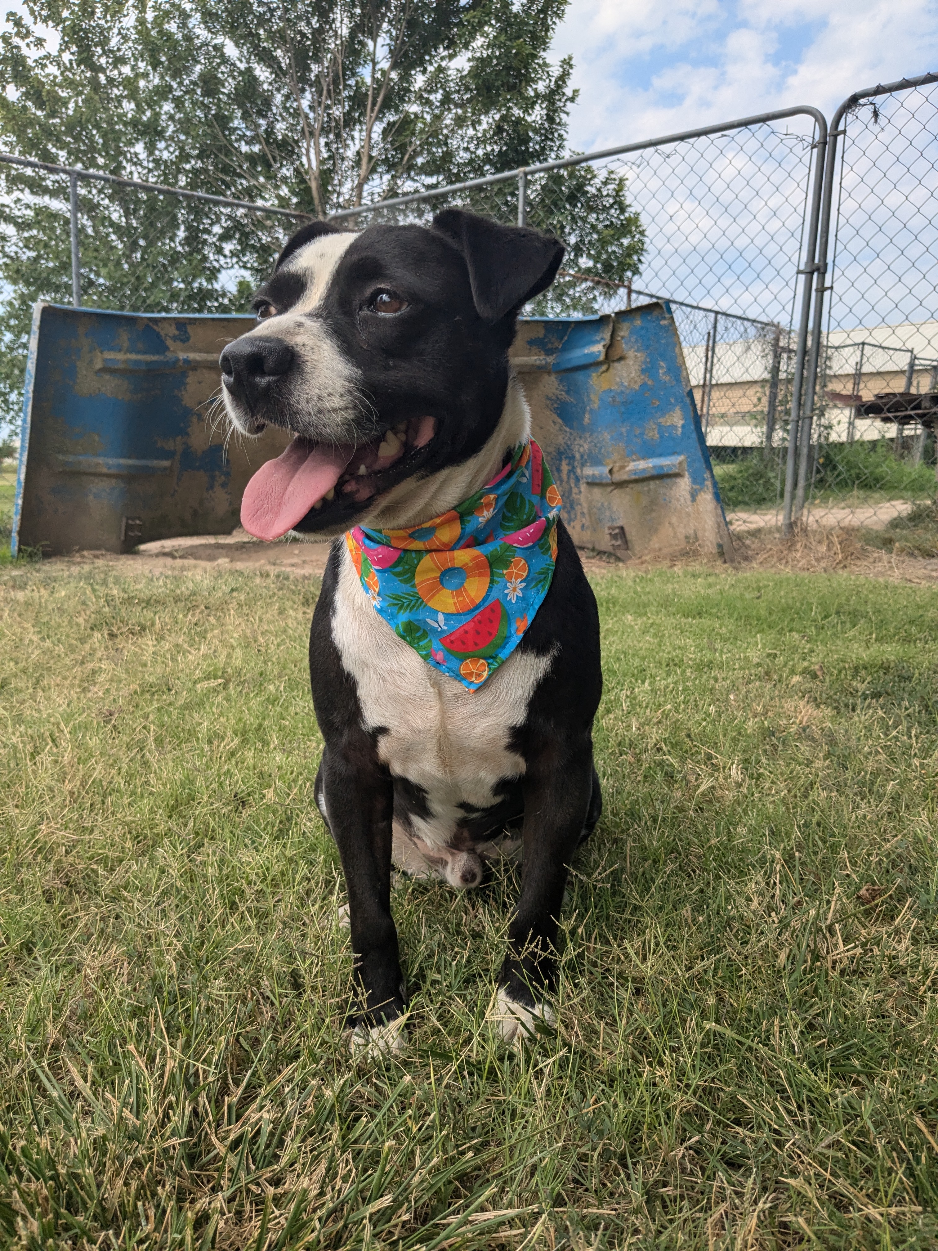 Enlarge Harley #1, a Adoptable mixed breed in Manchester, NH image 16/18