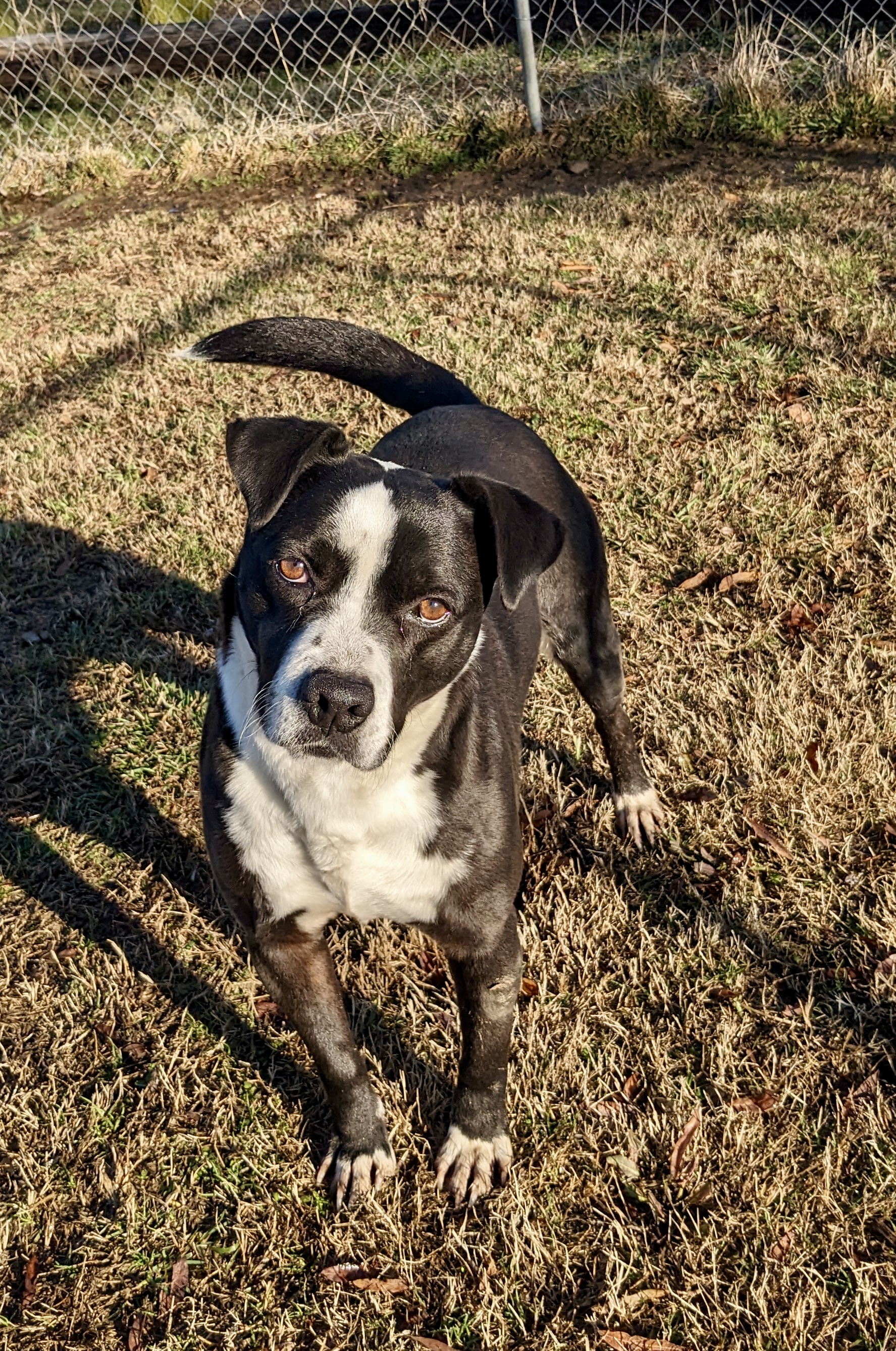 Enlarge Harley #1, a Adoptable mixed breed in Manchester, NH image 10/18