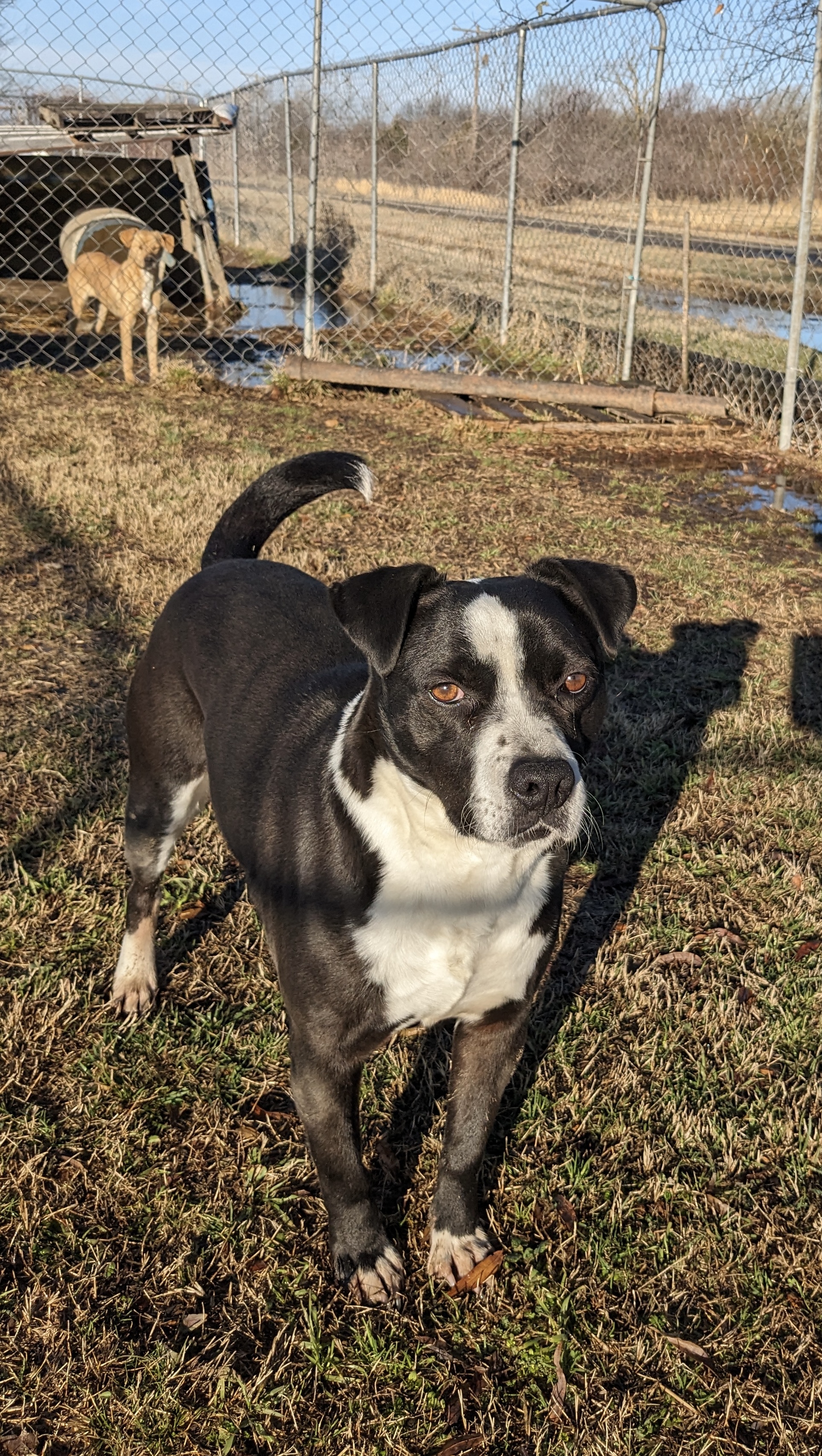 Enlarge Harley #1, a Adoptable mixed breed in Manchester, NH image 13/18