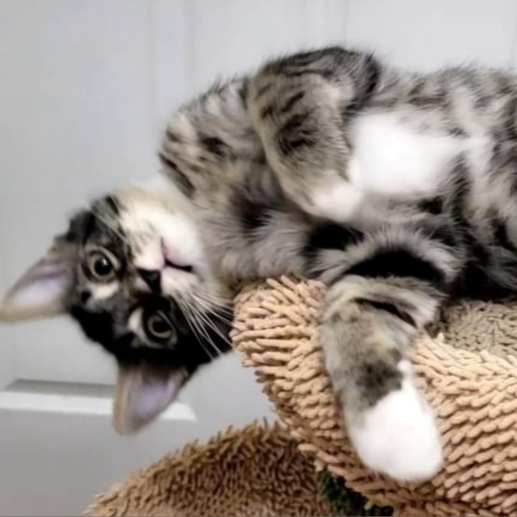 Wolfman — thumbnail 2