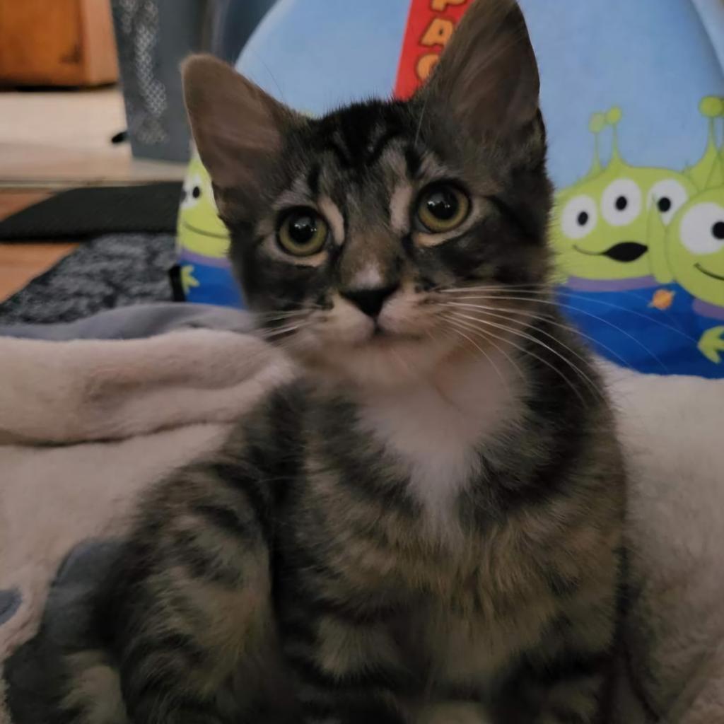 Wolfman — thumbnail 3