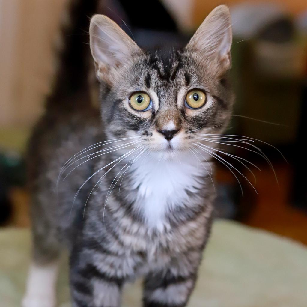 Wolfman — thumbnail 6