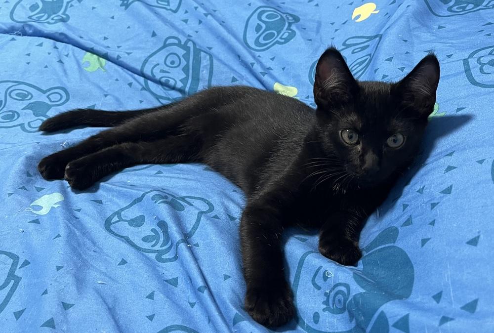 Enlarge Maisie, a Adoptable Domestic Short Hair in Greensboro, NC image 1/1