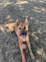 SCOOBY, a ADOPTABLE mixed breed in Boerne, TX image 2/2