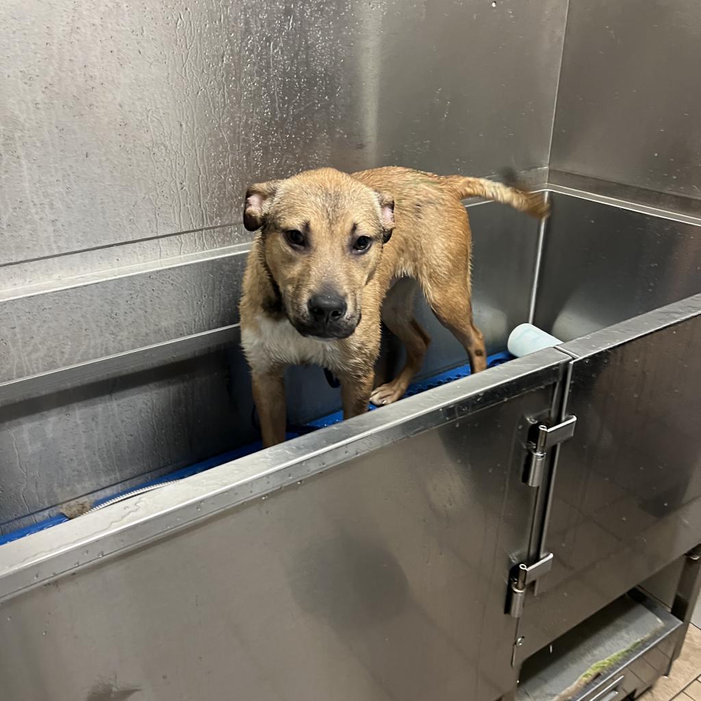 Trooper, Adoptable, Adult Male Shepherd.