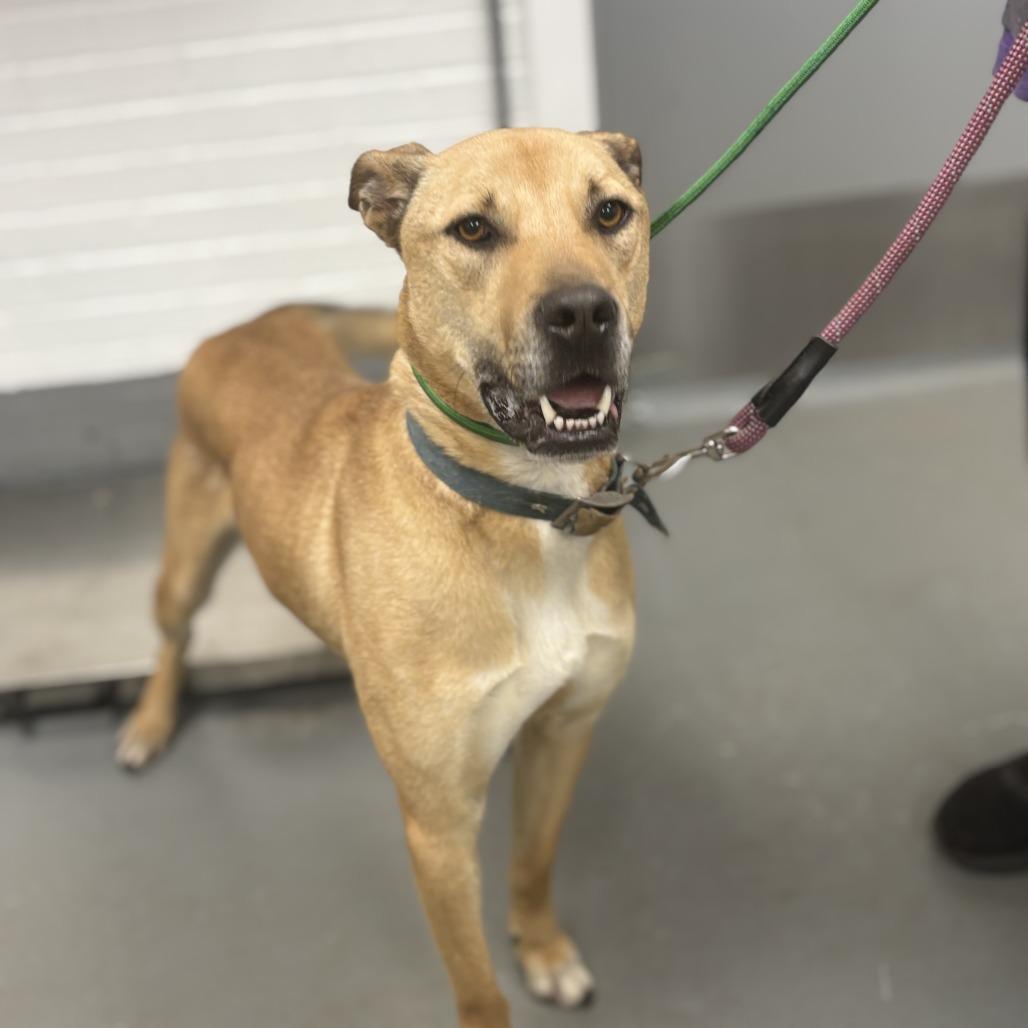 Enlarge Trooper, a Adoptable mixed breed in Peachtree City, GA image 2/5