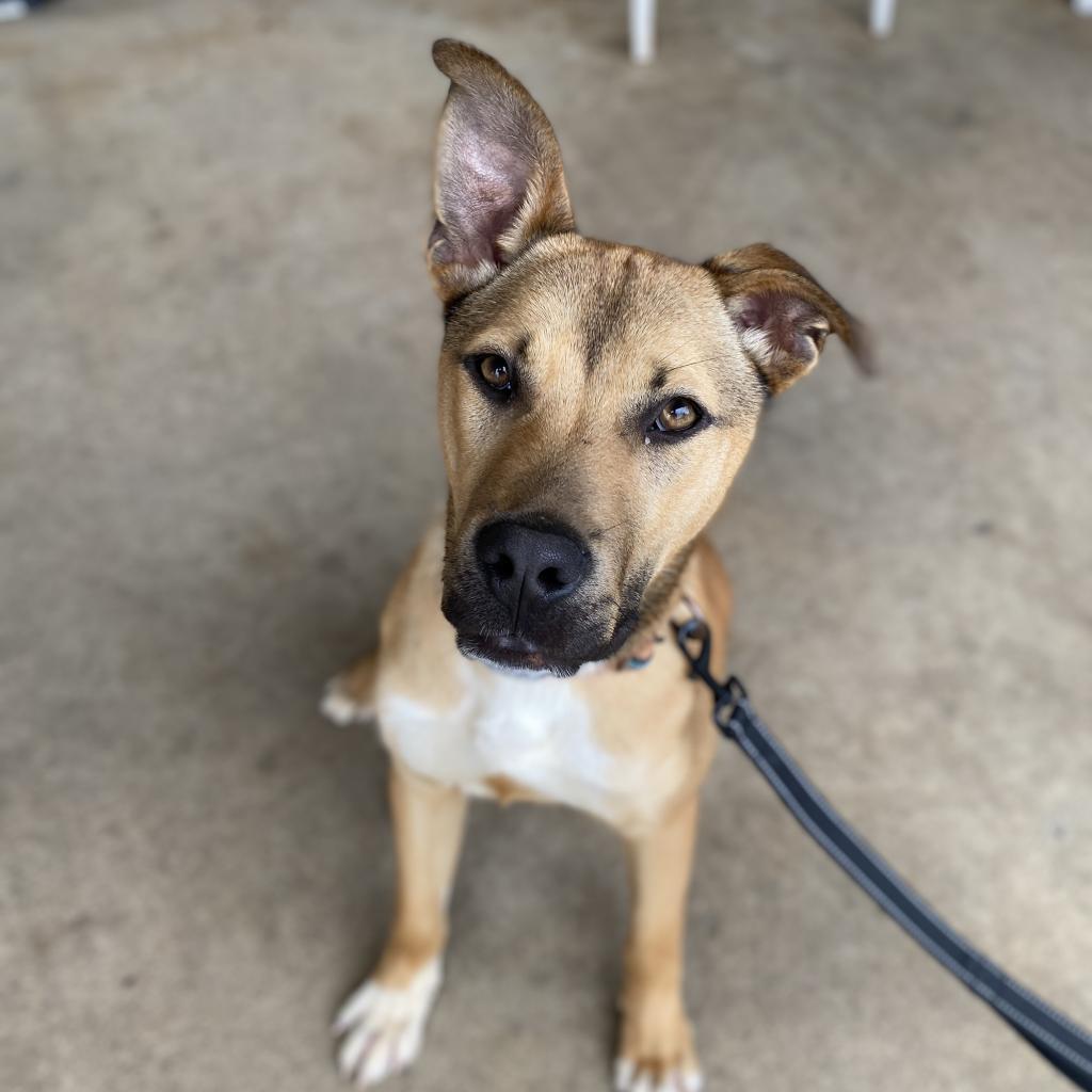 Enlarge Trooper, a Adoptable mixed breed in Peachtree City, GA image 4/4