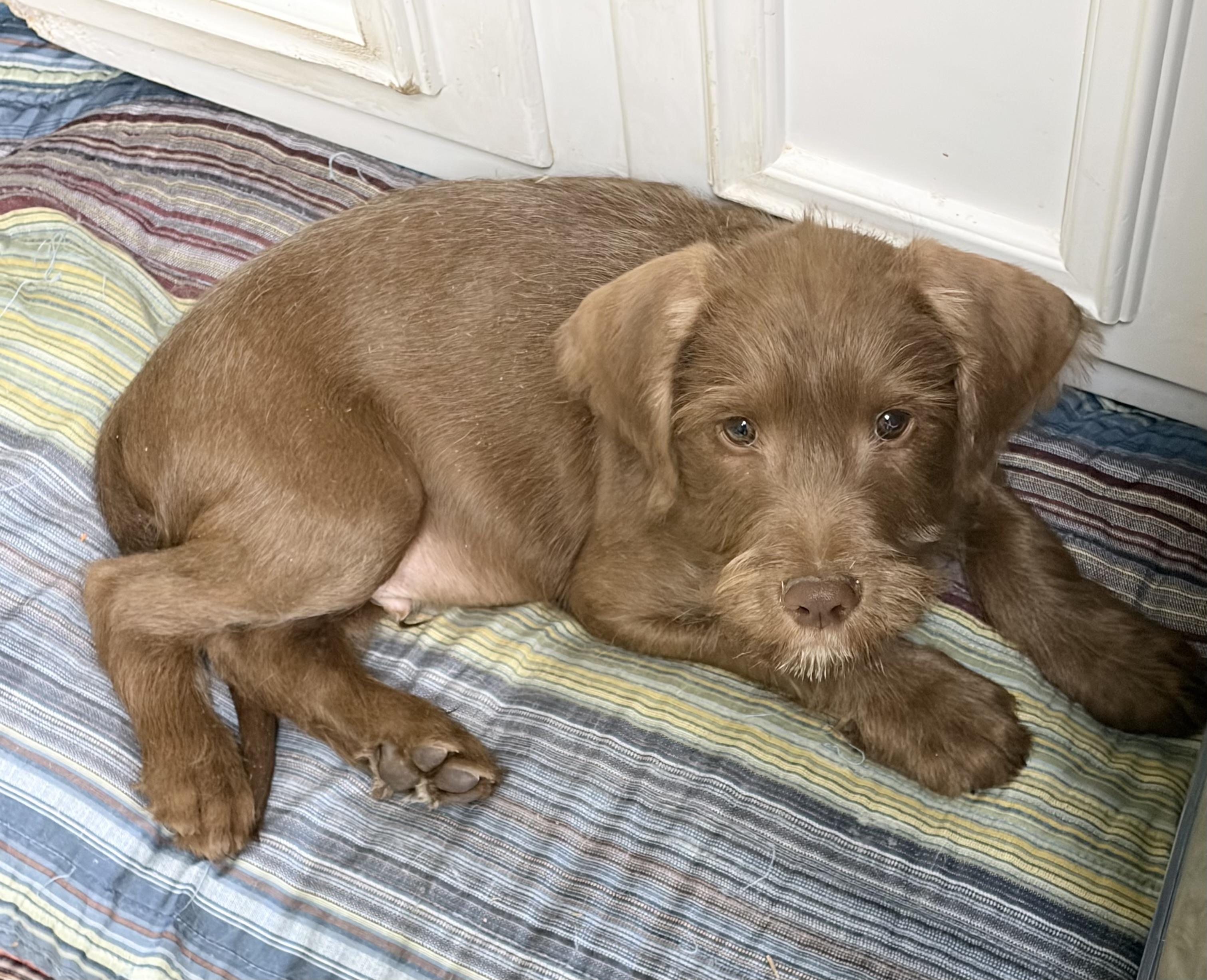 Enlarge JOEY, a ADOPTABLE mixed breed in Dumont, NJ image 3/4