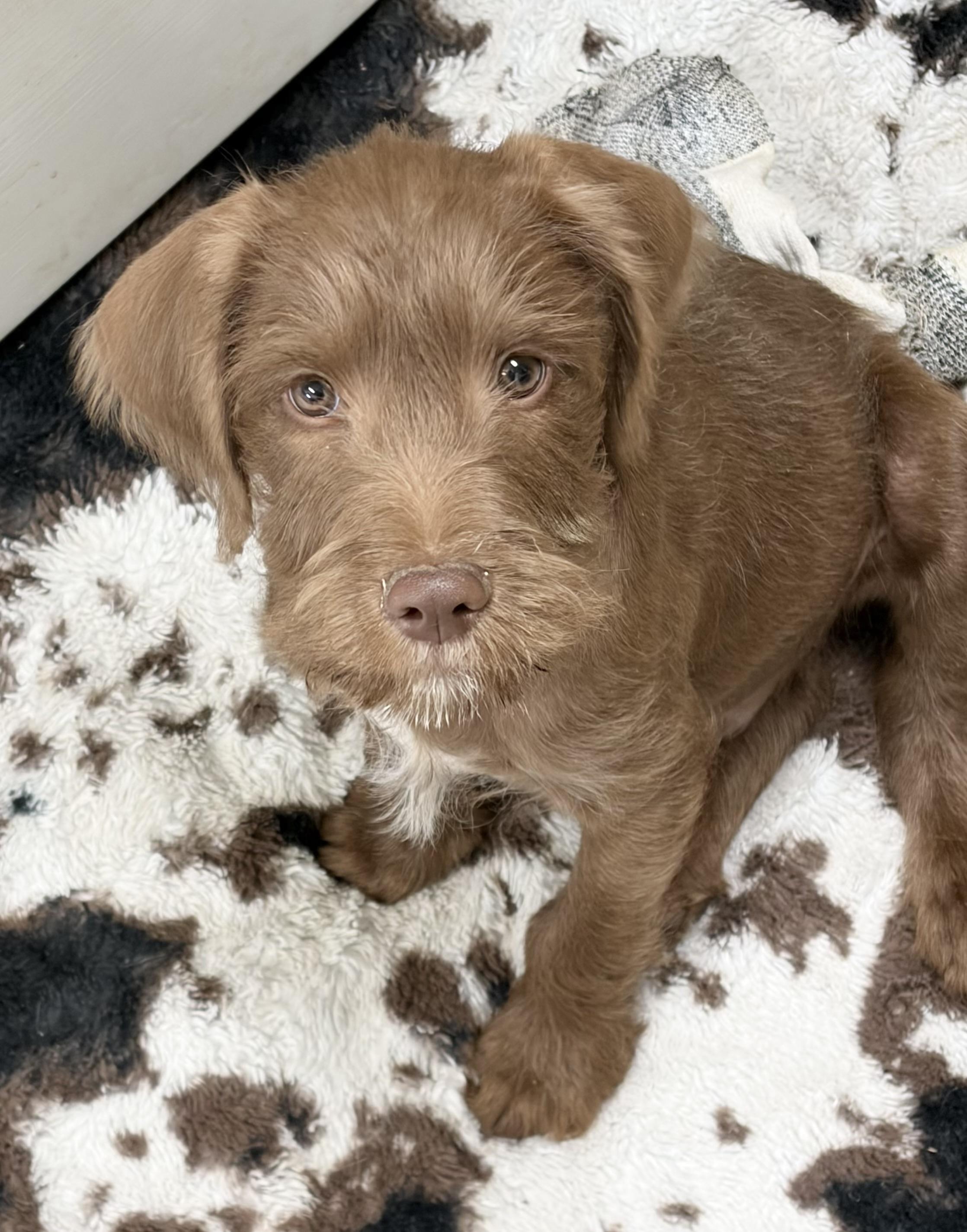 Enlarge JOEY, a ADOPTABLE mixed breed in Dumont, NJ image 2/4