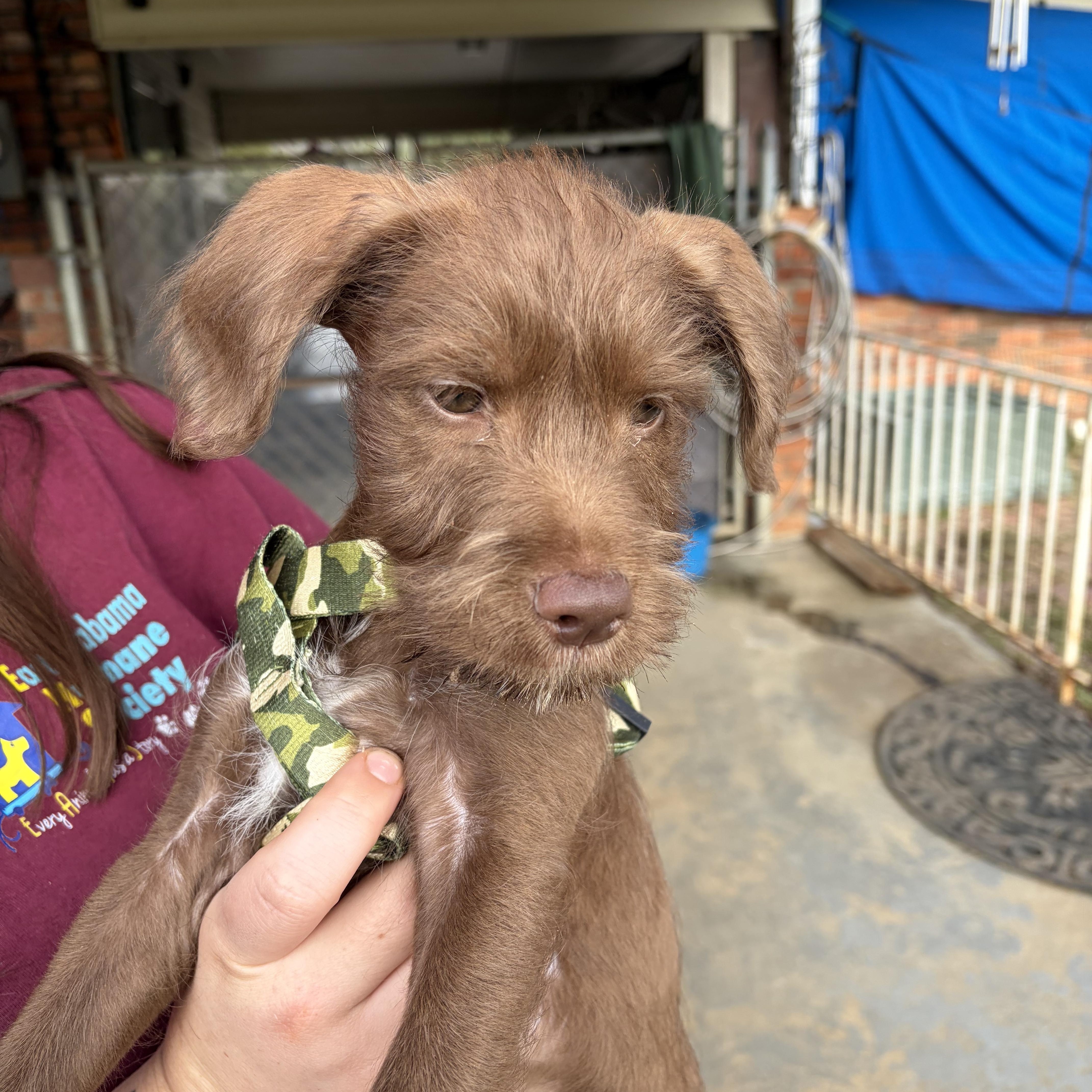 Enlarge JOEY, a ADOPTABLE mixed breed in Dumont, NJ image 4/4