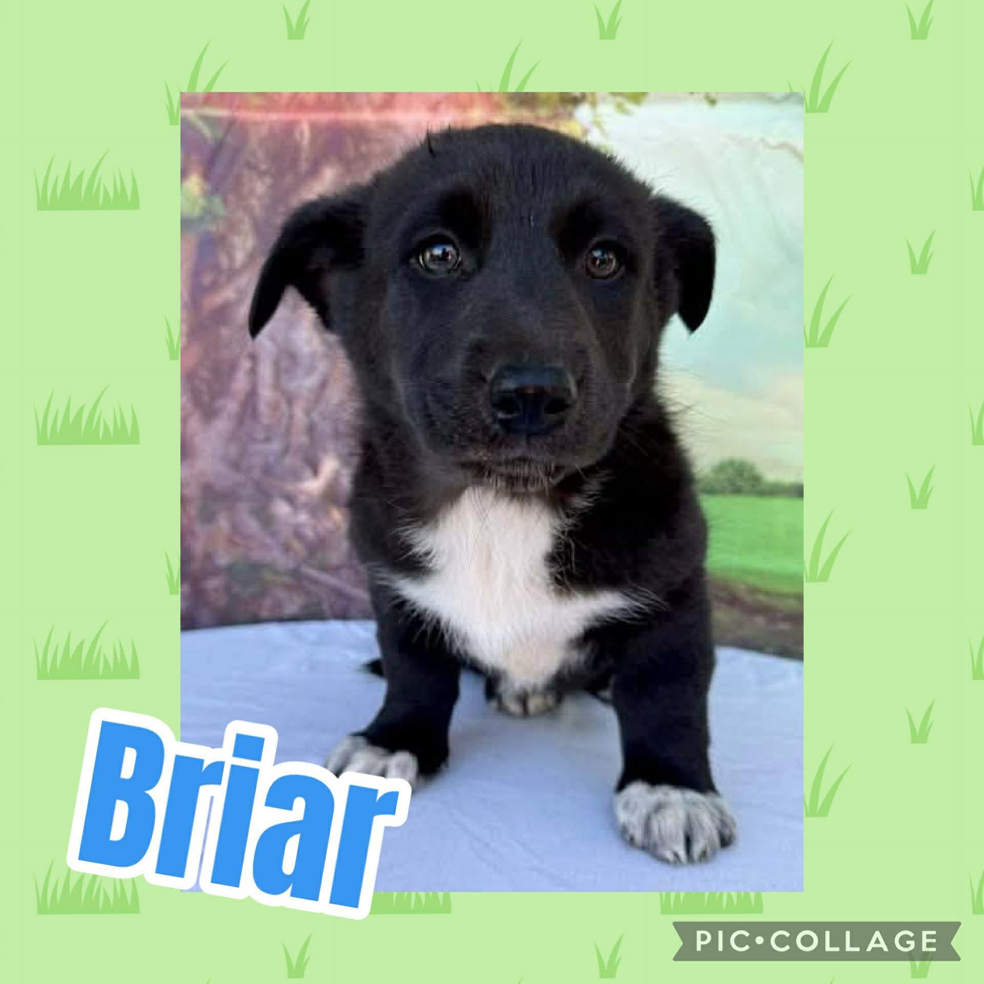 Briar, adopted, Puppy Male Australian Cattle Dog / Blue Heeler & Corgi.