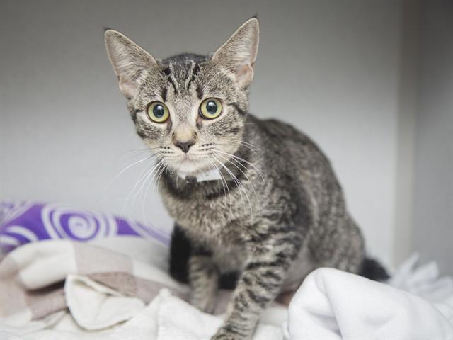 JELLYBEAN, Adoptable, Young Female Domestic Short Hair.
