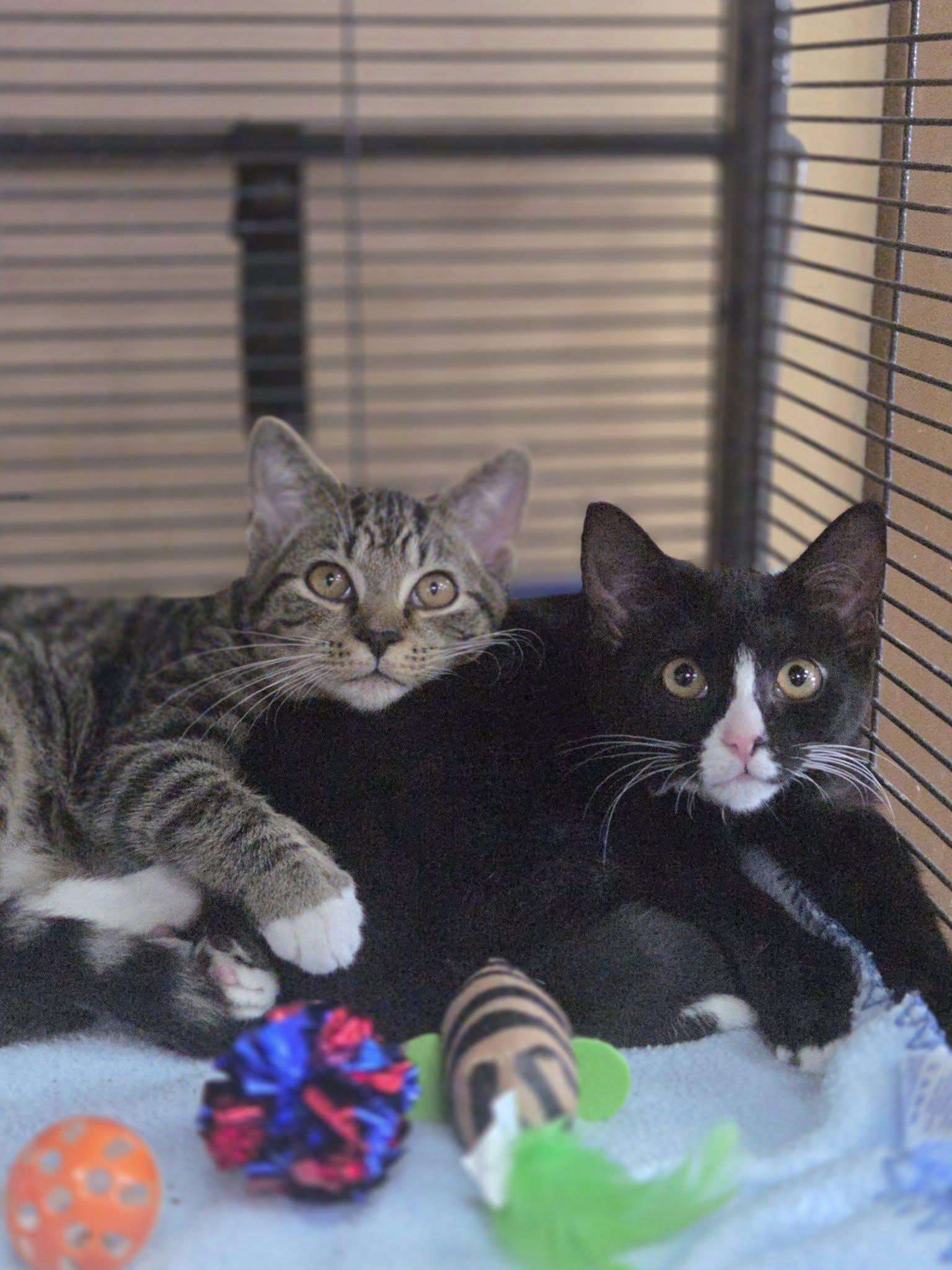 Alanis and Ozzy, Baby Female unknown