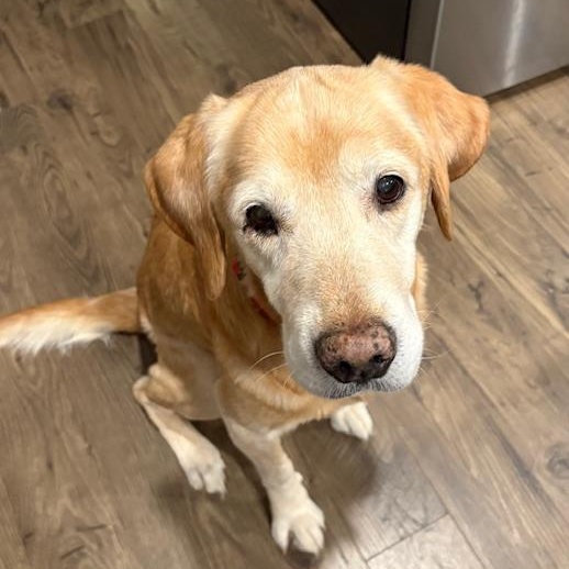 Ozzie, Adoptable, Senior Male Labrador Retriever.