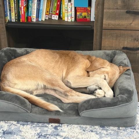 Ozzie, a Adoptable mixed breed in Irmo, SC image 2/3