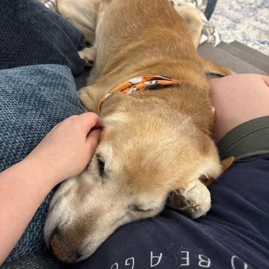 Ozzie, a Adoptable mixed breed in Irmo, SC image 3/3