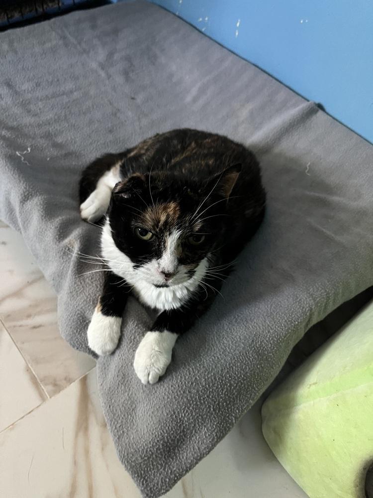 Enlarge Rhea, a Adoptable Domestic Short Hair in Jersey City, NJ image 1/1