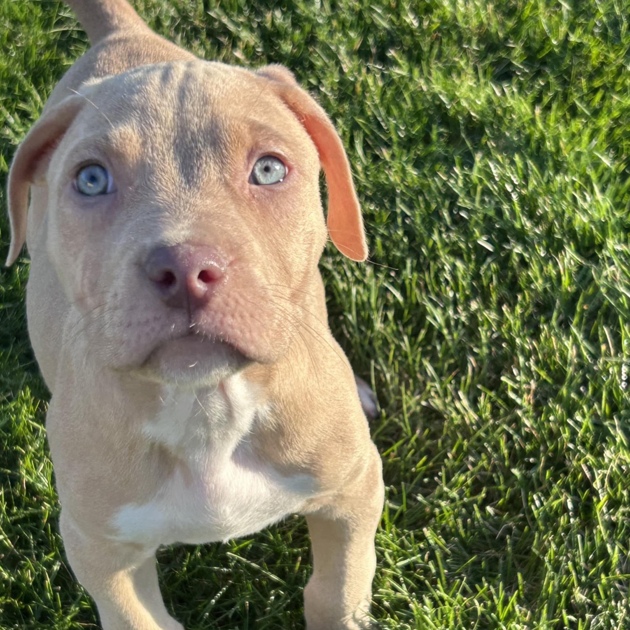 Enlarge Emmett, a Adopted Mixed Breed in Schenectady, NY image 4/5