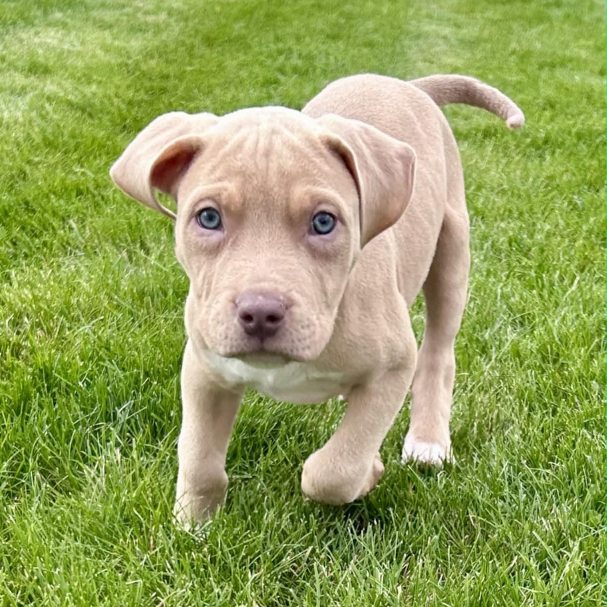 Enlarge Emmett, a Adopted Mixed Breed in Schenectady, NY image 3/5