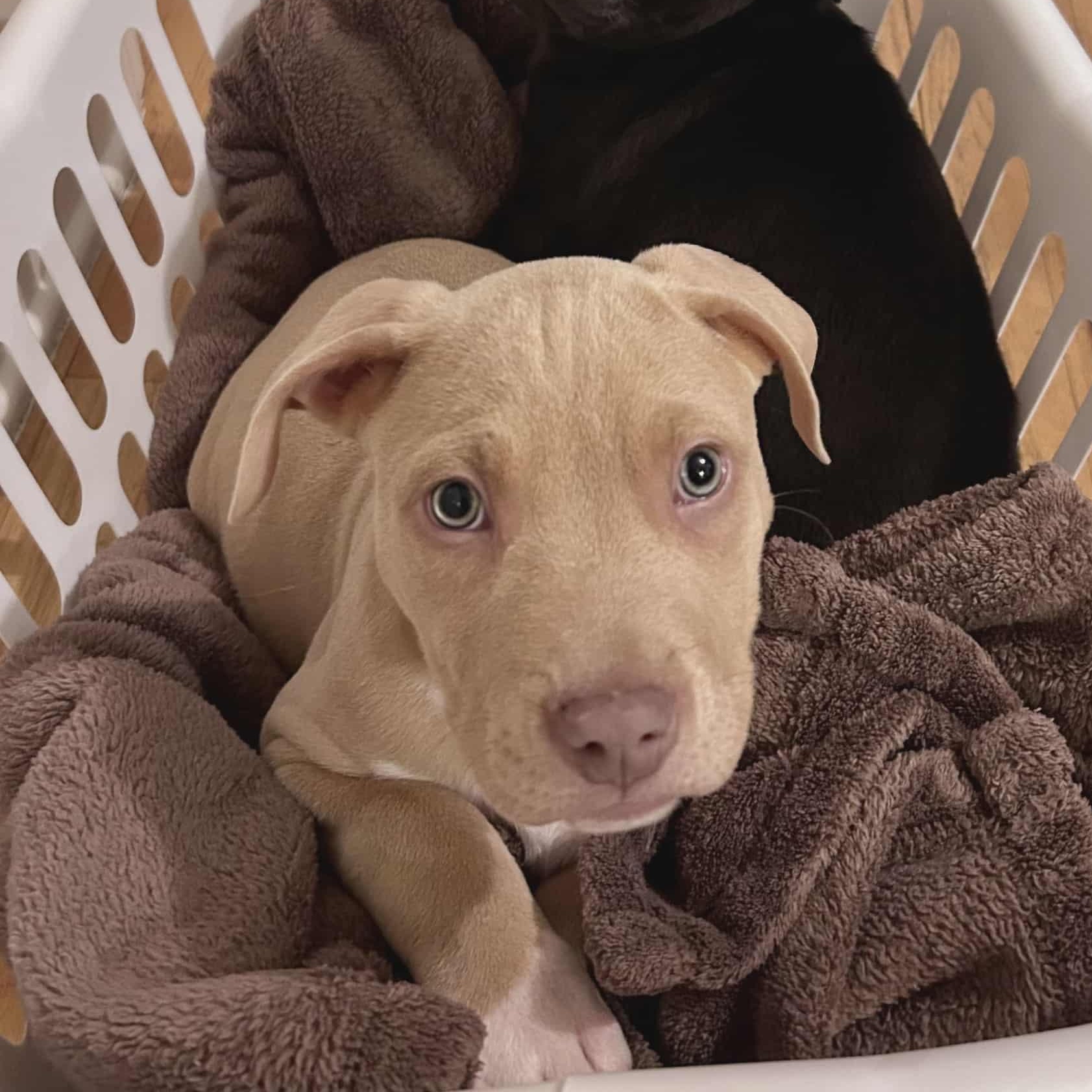 Enlarge Emmett, a Adopted Mixed Breed in Schenectady, NY image 2/5