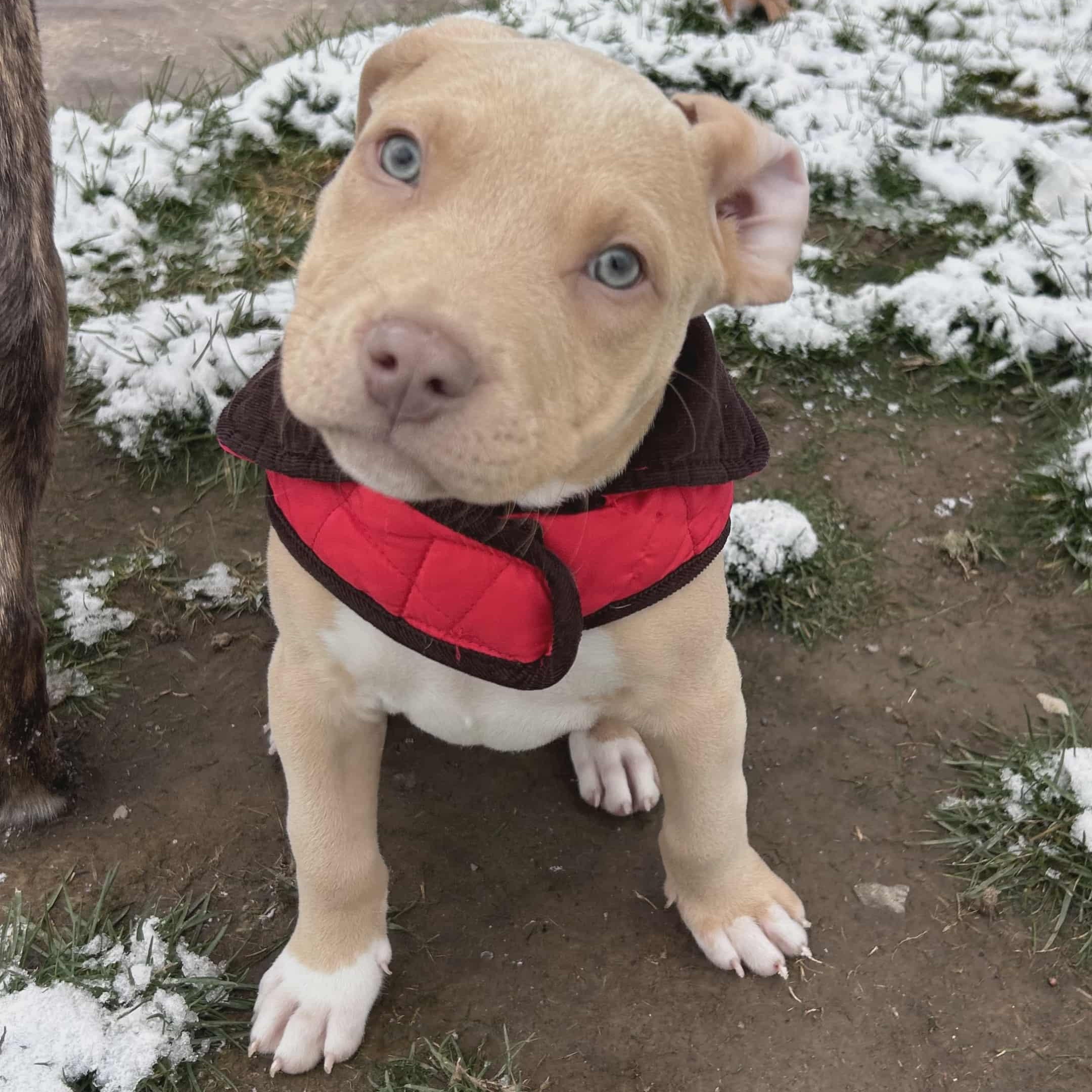 Enlarge Emmett, a Adopted Mixed Breed in Schenectady, NY image 1/5