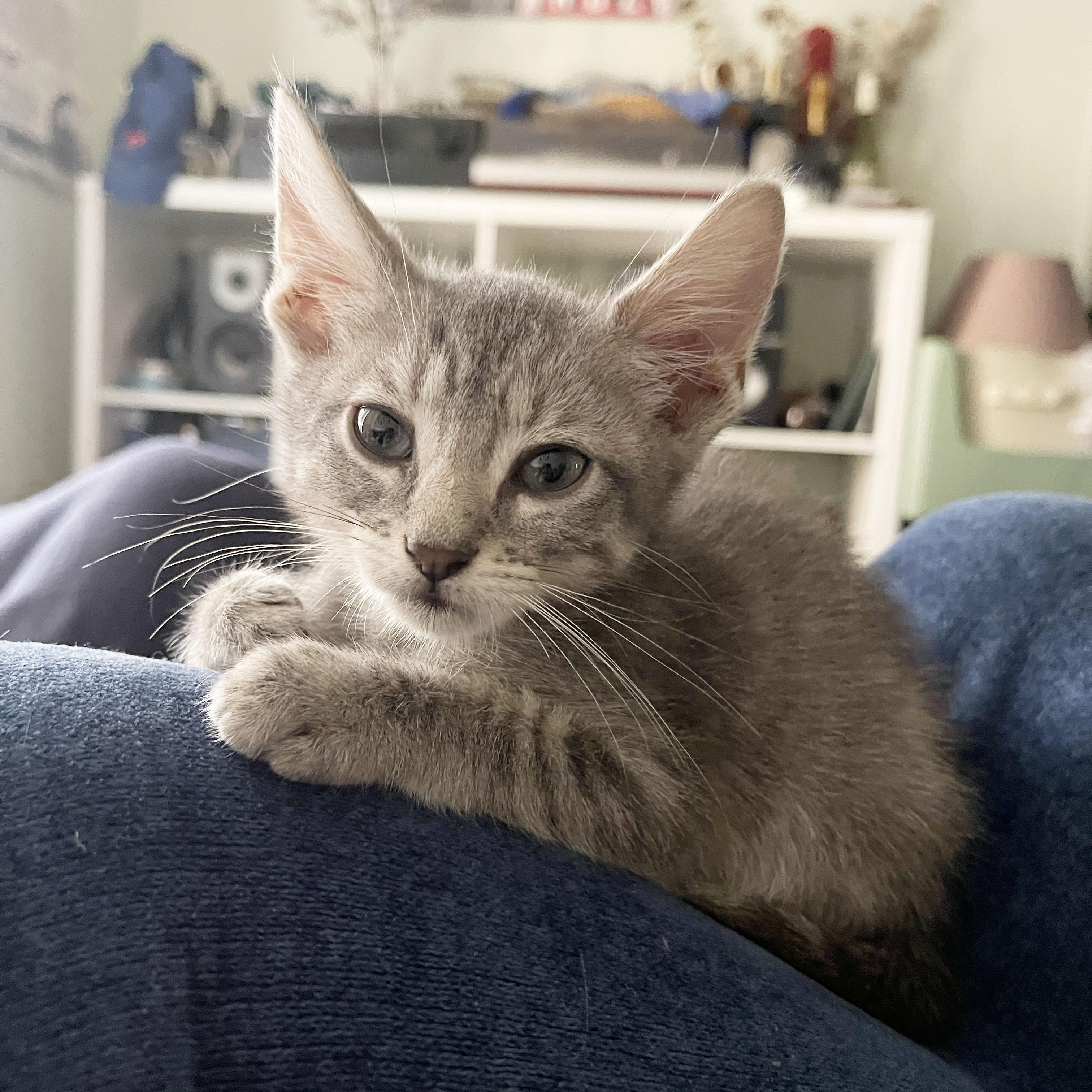 Immodium, an adopted Domestic Short Hair in BROOKLYN, NY image 2/6