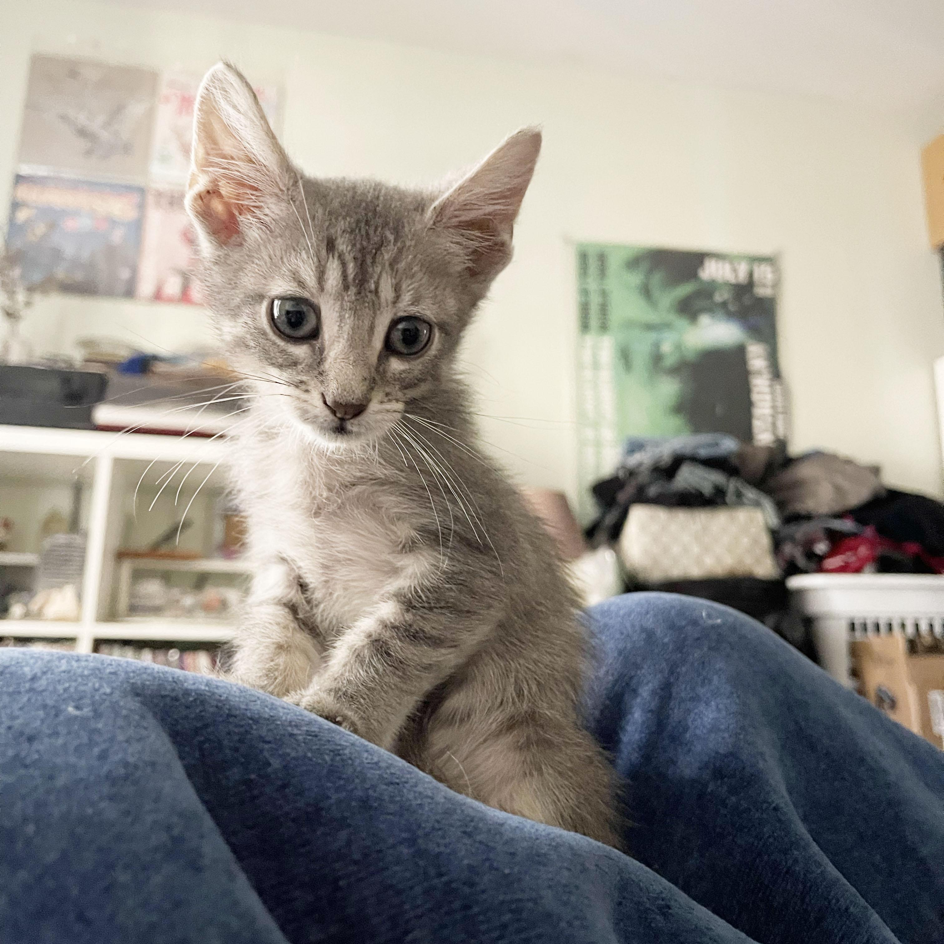 Immodium, an adopted Domestic Short Hair in BROOKLYN, NY image 4/6