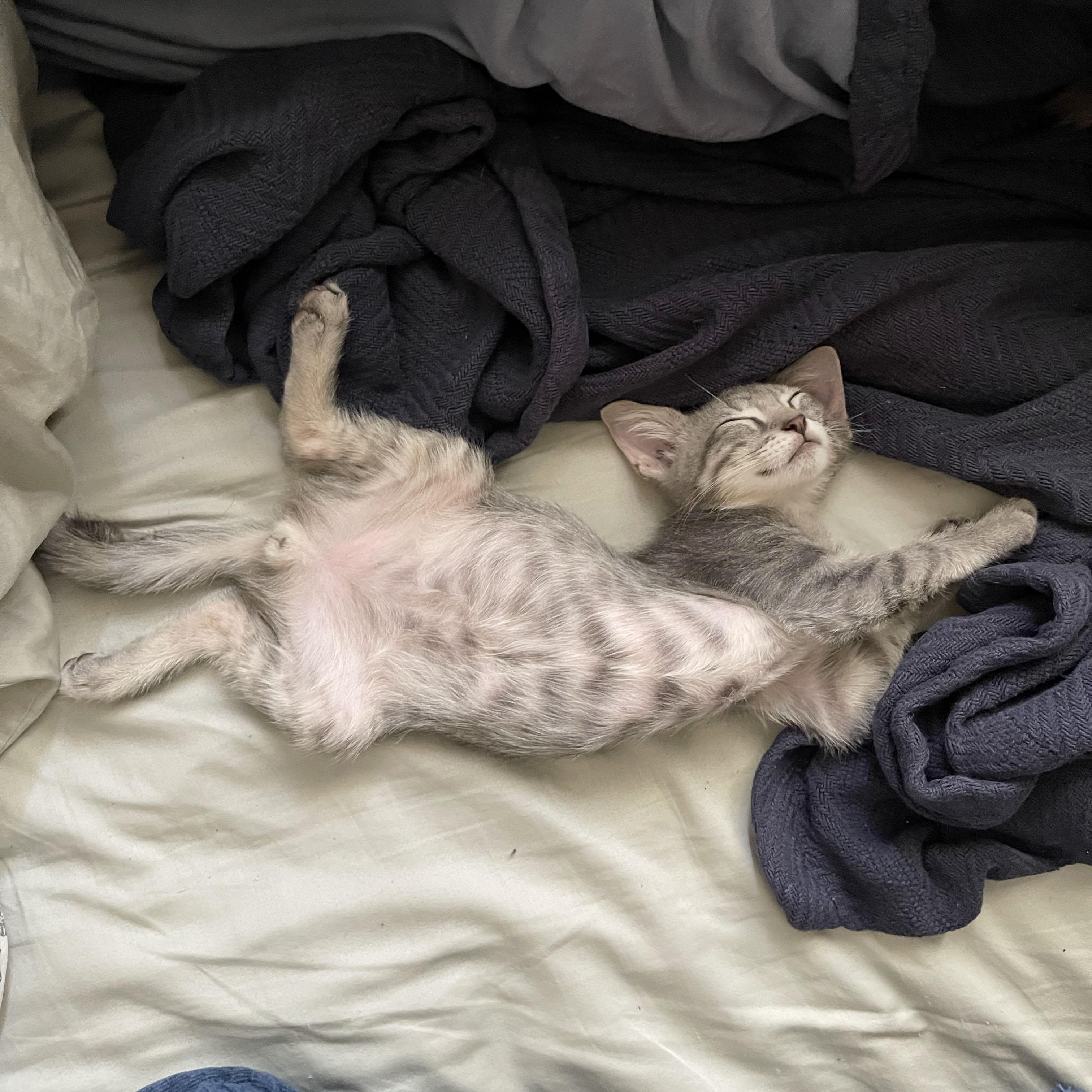 Immodium, adopted, Kitten Male Domestic Short Hair.