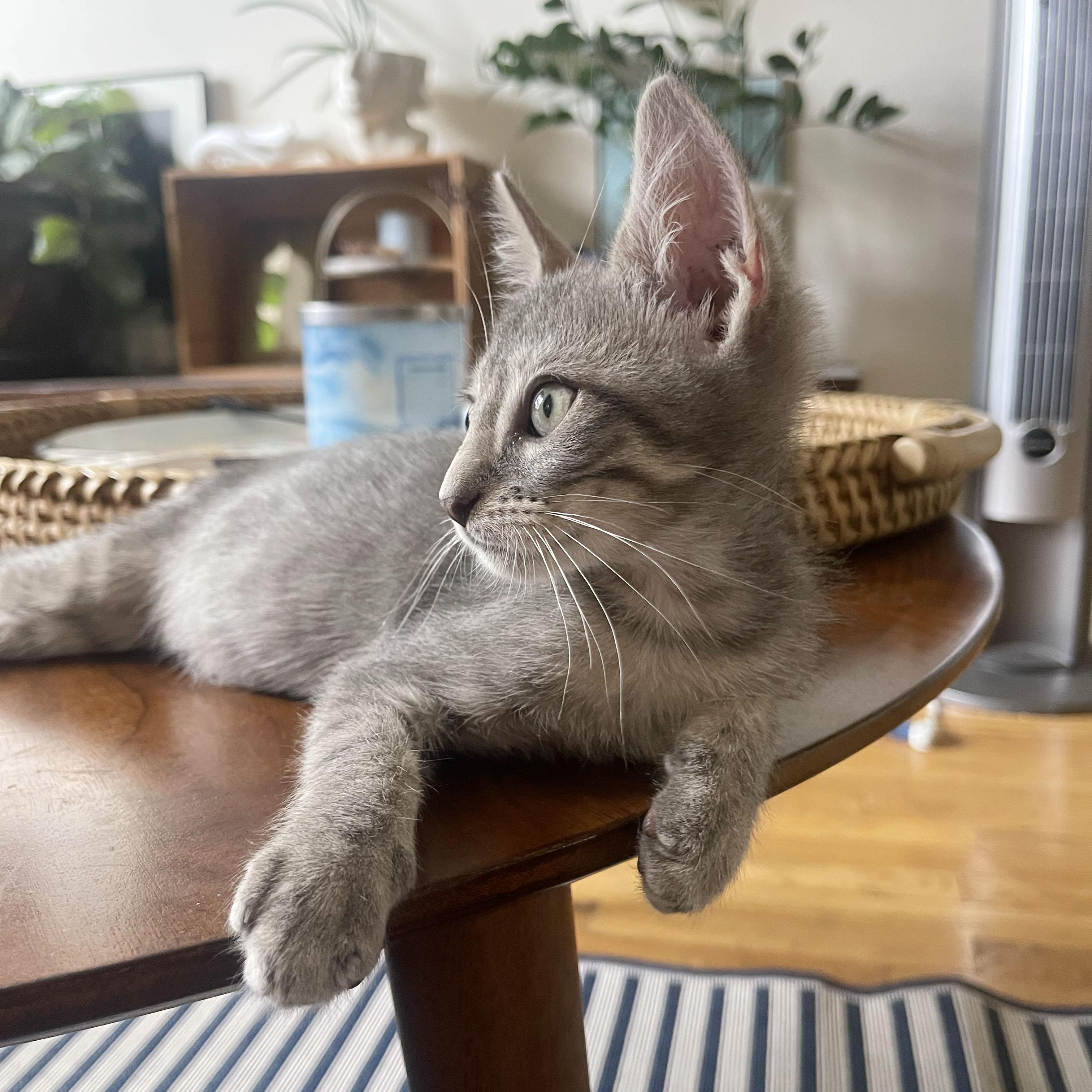 Immodium, an adopted Domestic Short Hair in BROOKLYN, NY image 3/6