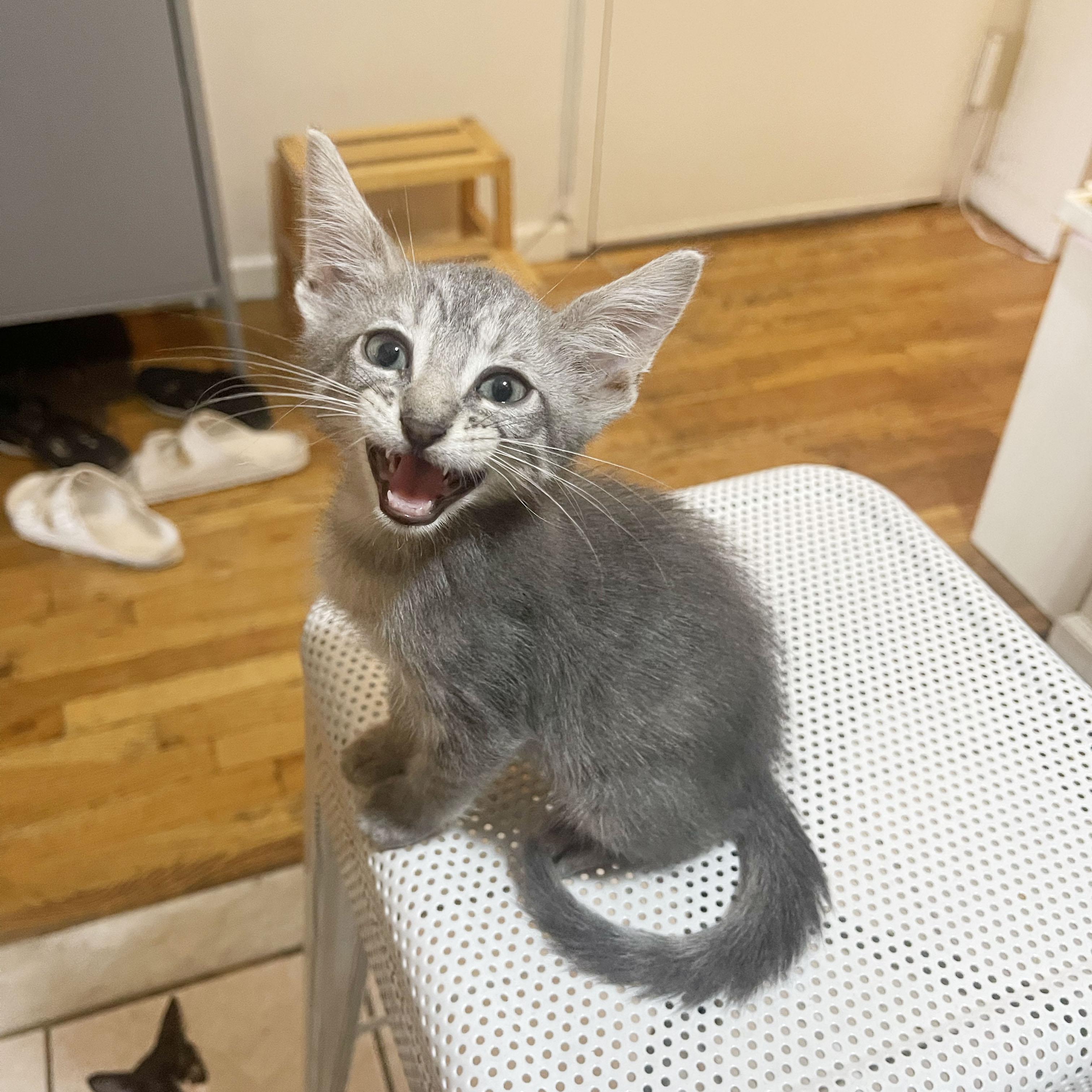 Immodium, an adopted Domestic Short Hair in BROOKLYN, NY image 5/6