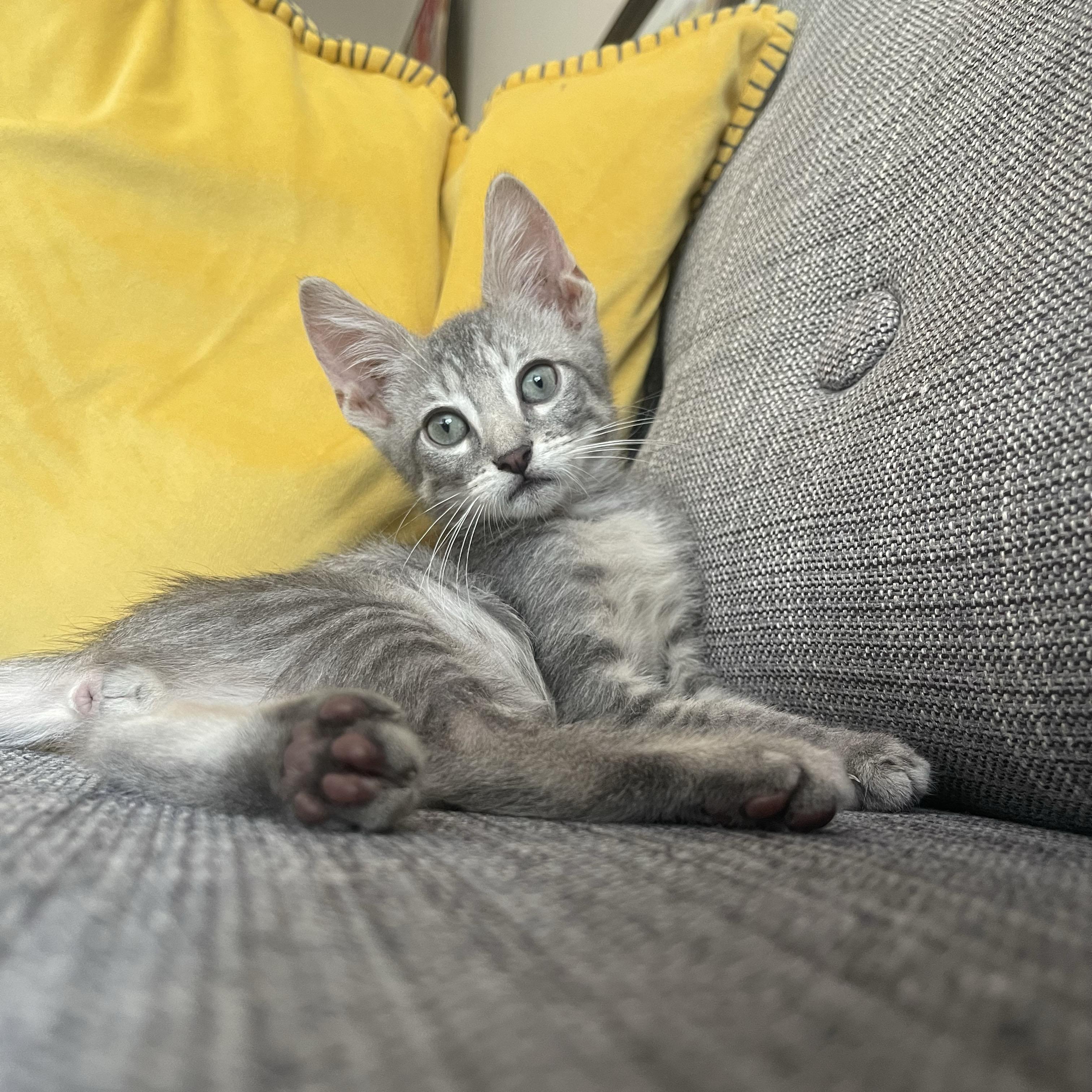 Immodium, an adopted Domestic Short Hair in BROOKLYN, NY image 6/6