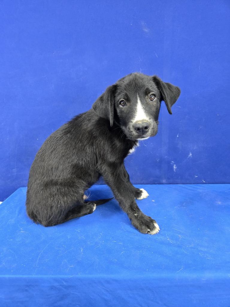 Crow, Adoptable, Puppy Male Mixed Breed.