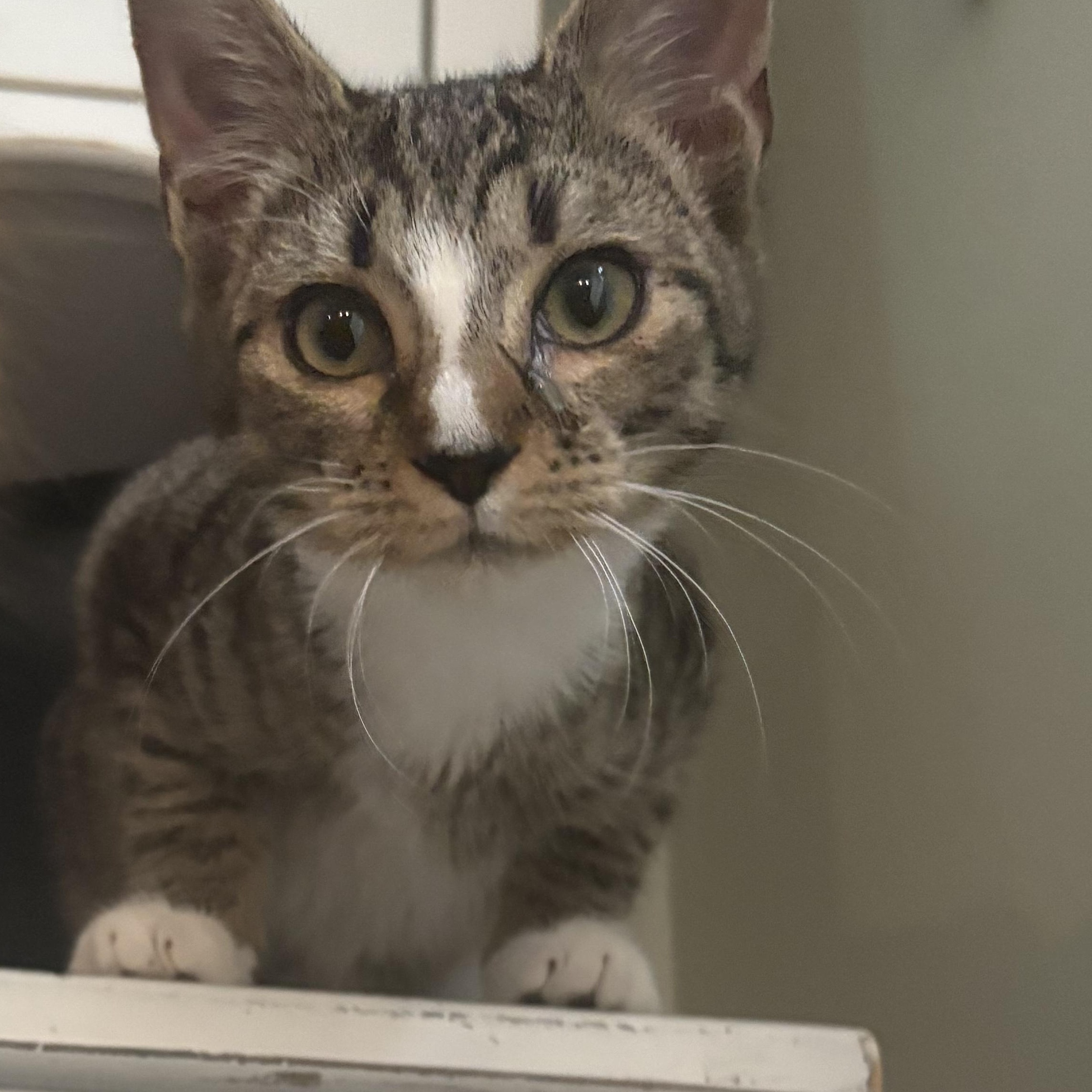 Blynken, a Adoptable Tabby in Kannapolis, NC image 4/4
