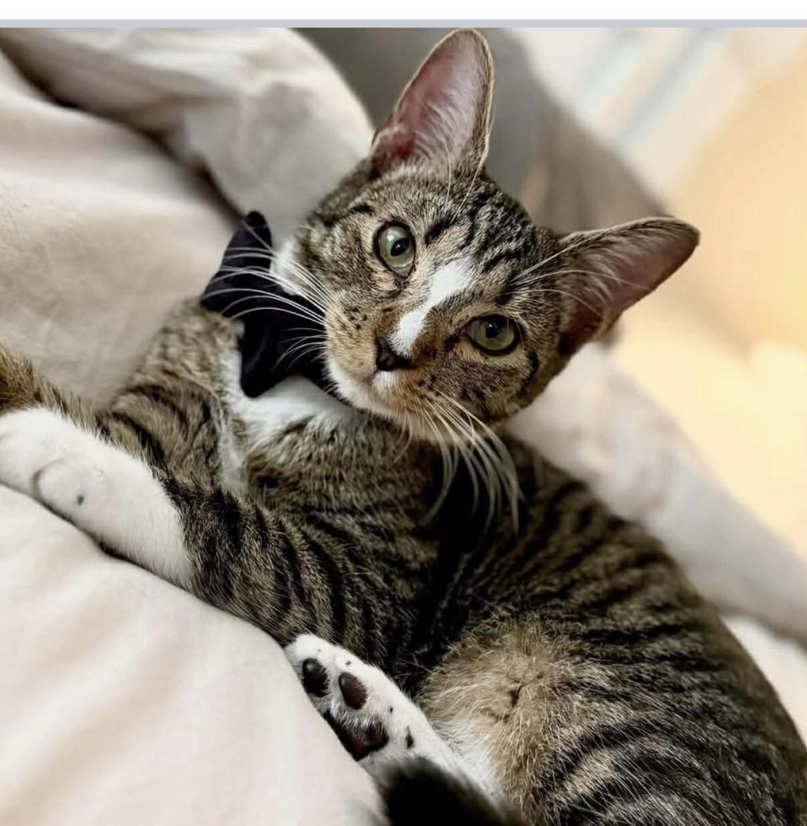 Blynken, Adoptable, Kitten Male Tabby.