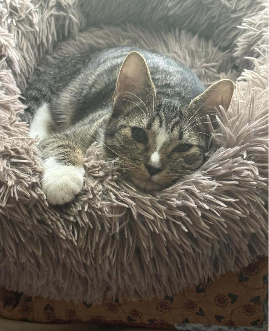 Blynken, a Adoptable Tabby in Kannapolis, NC image 2/6