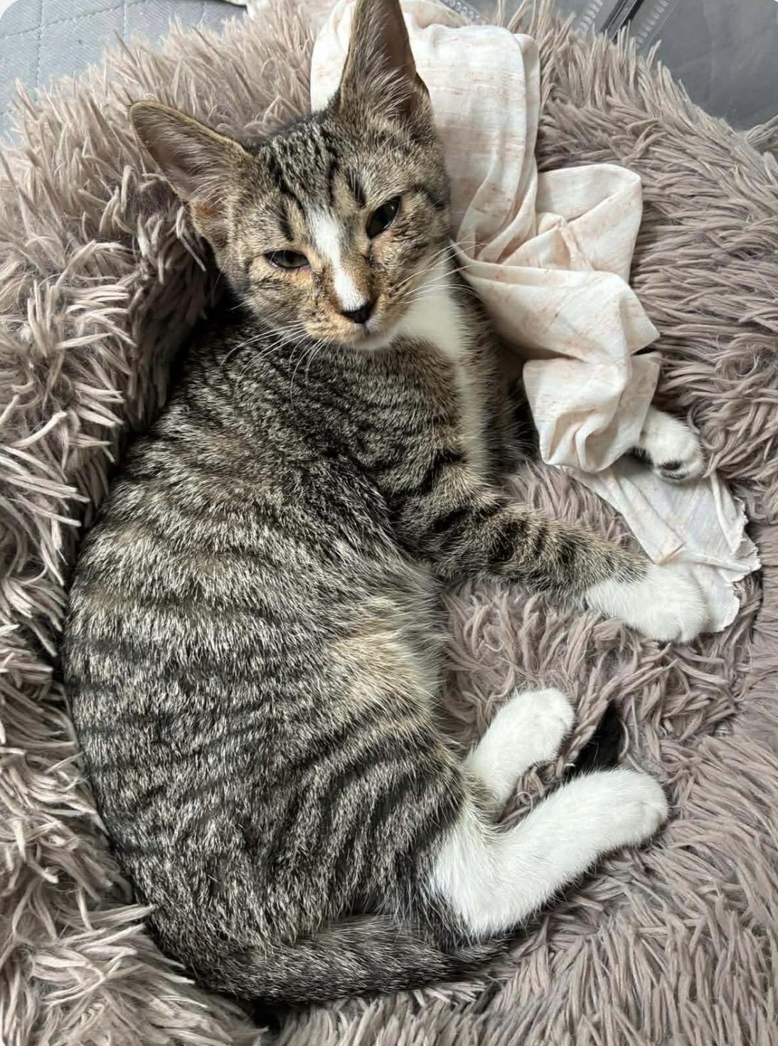 Blynken, a Adoptable Tabby in Kannapolis, NC image 6/6