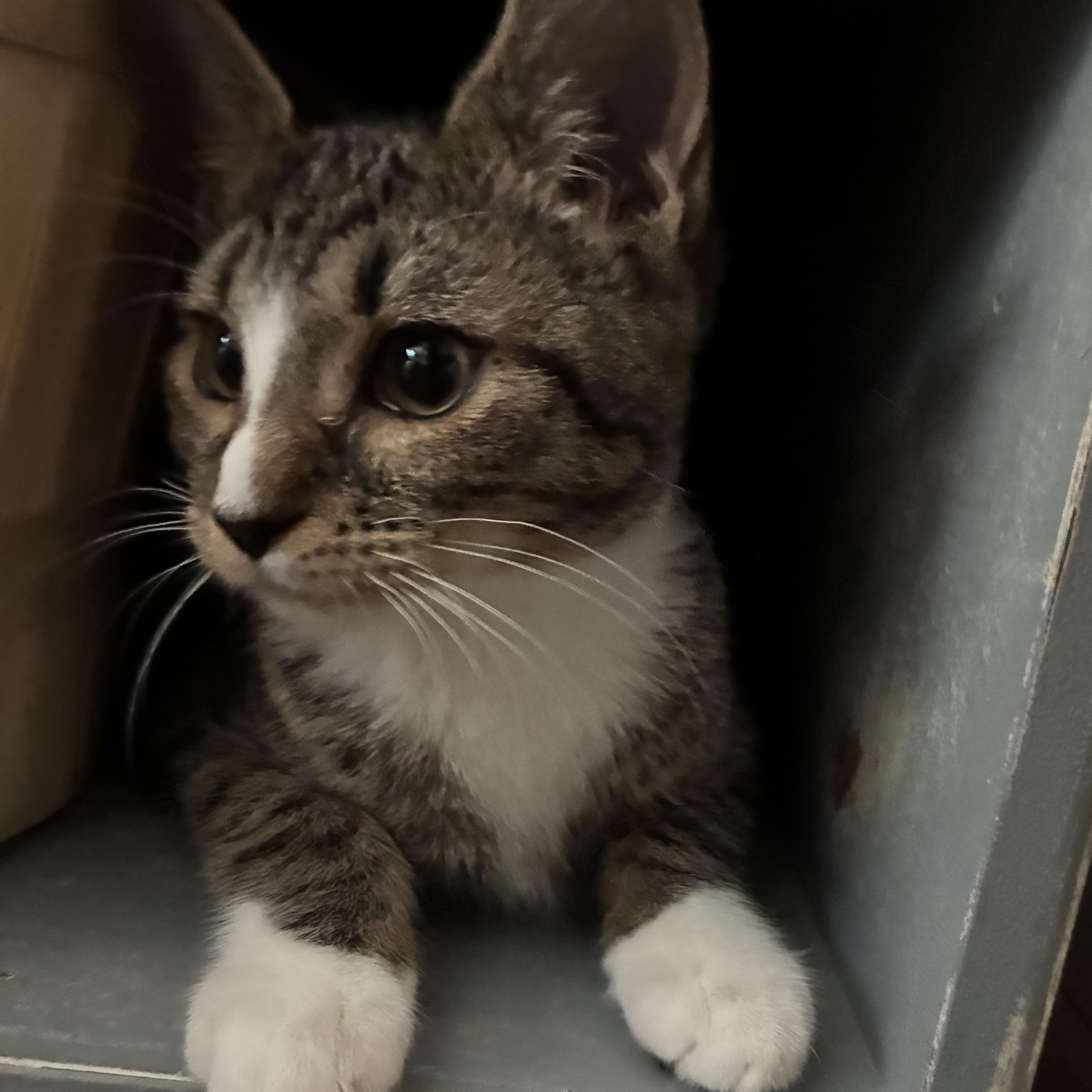 Blynken, a Adoptable Tabby in Kannapolis, NC image 3/4