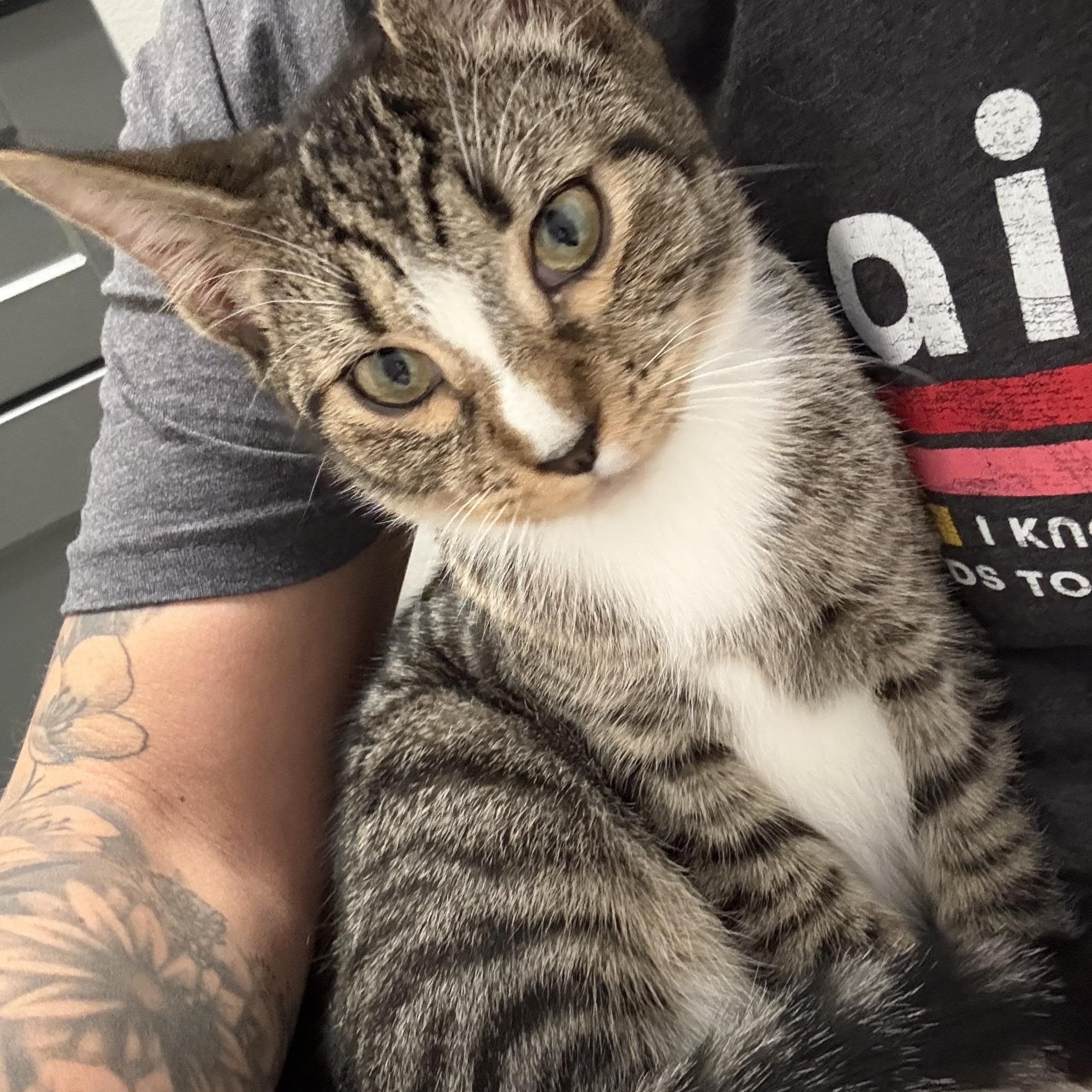 Blynken, a Adoptable Tabby in Kannapolis, NC image 1/4